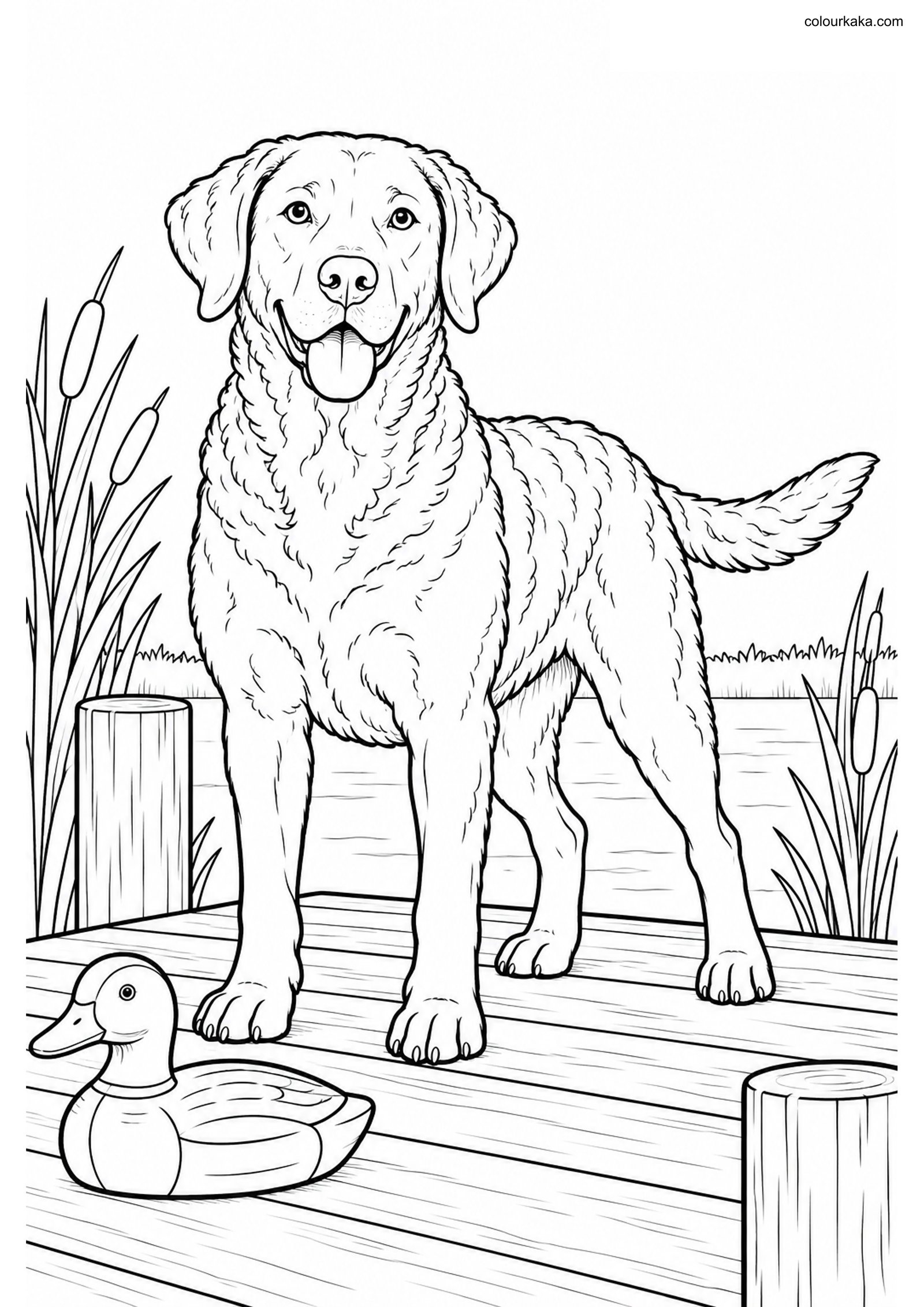 Chesapeake Retriever Colouring colouring page preview