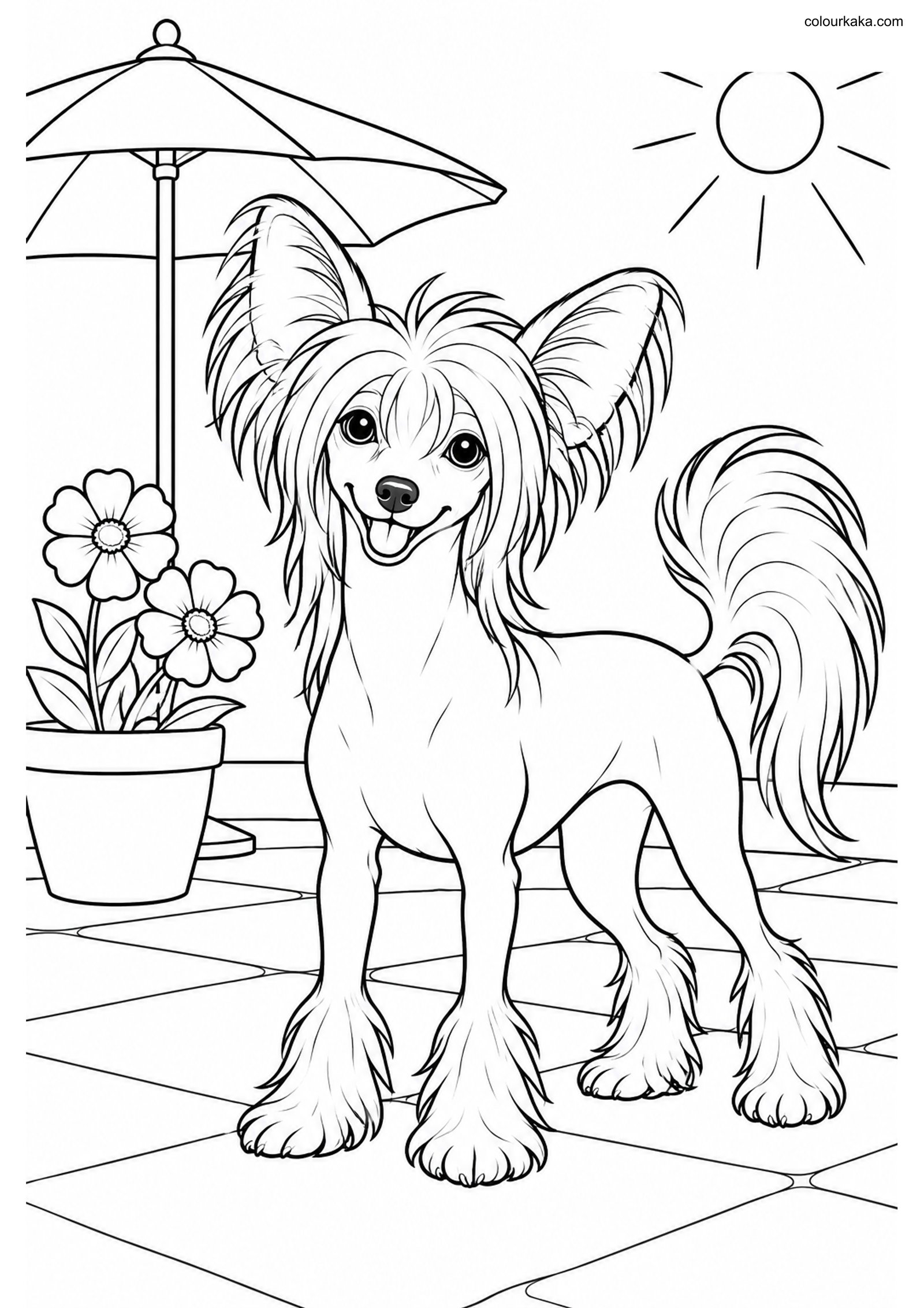 Chinese Crested Colouring Page colouring page preview