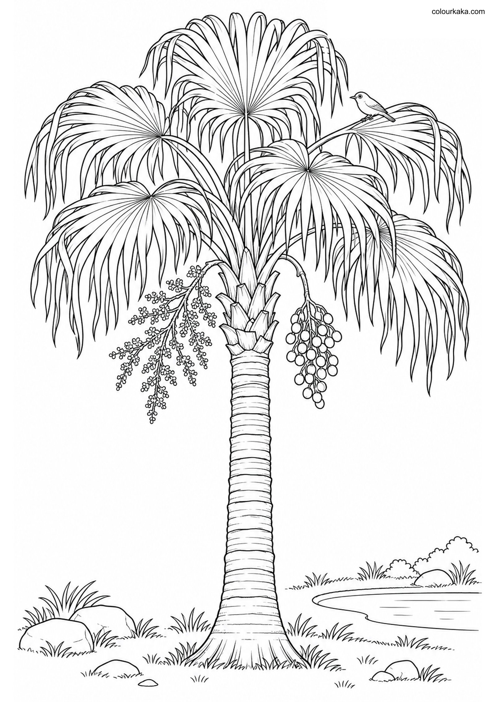 Chinese Fan Palm Colouring Page colouring page preview