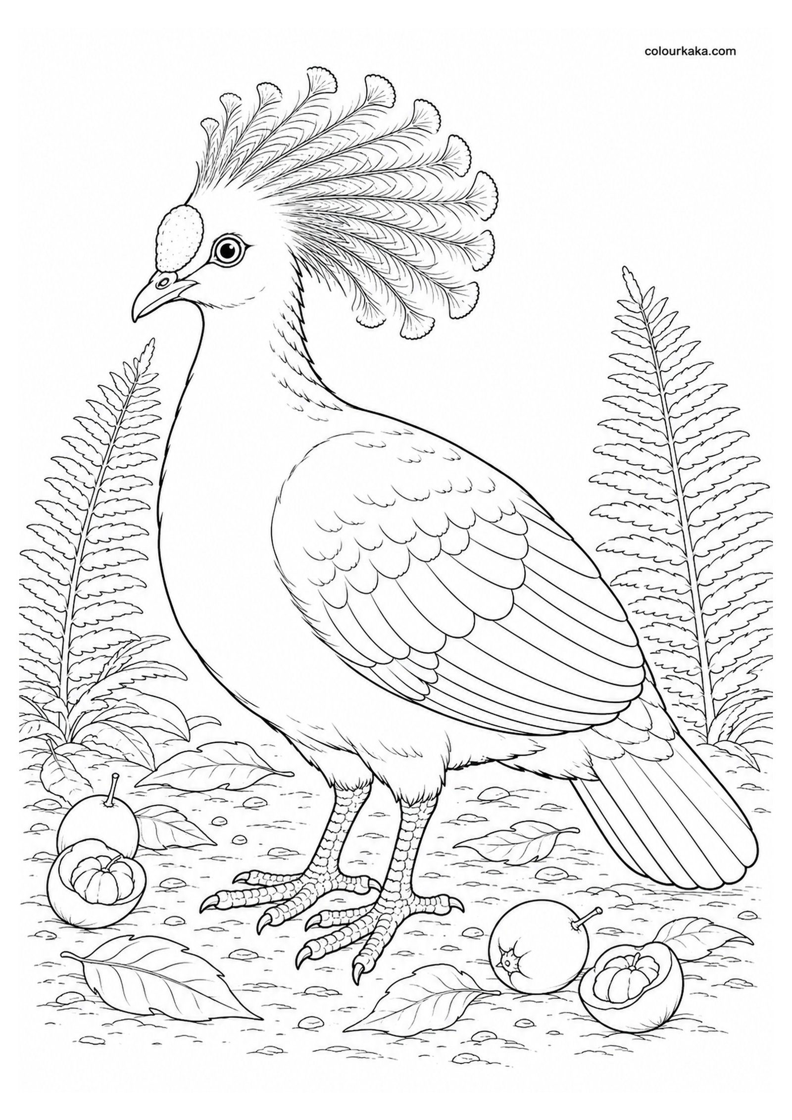 Choiseul Pigeon Colouring Page colouring page preview