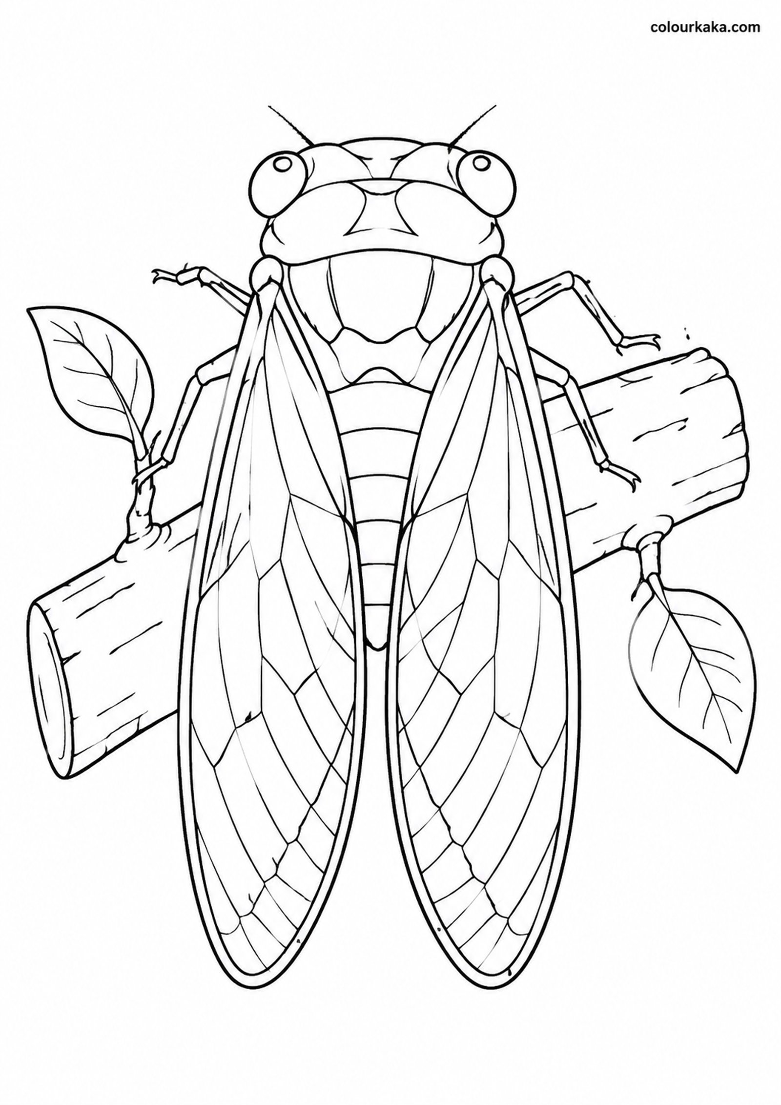 Cicada Summer Colouring Page colouring page preview