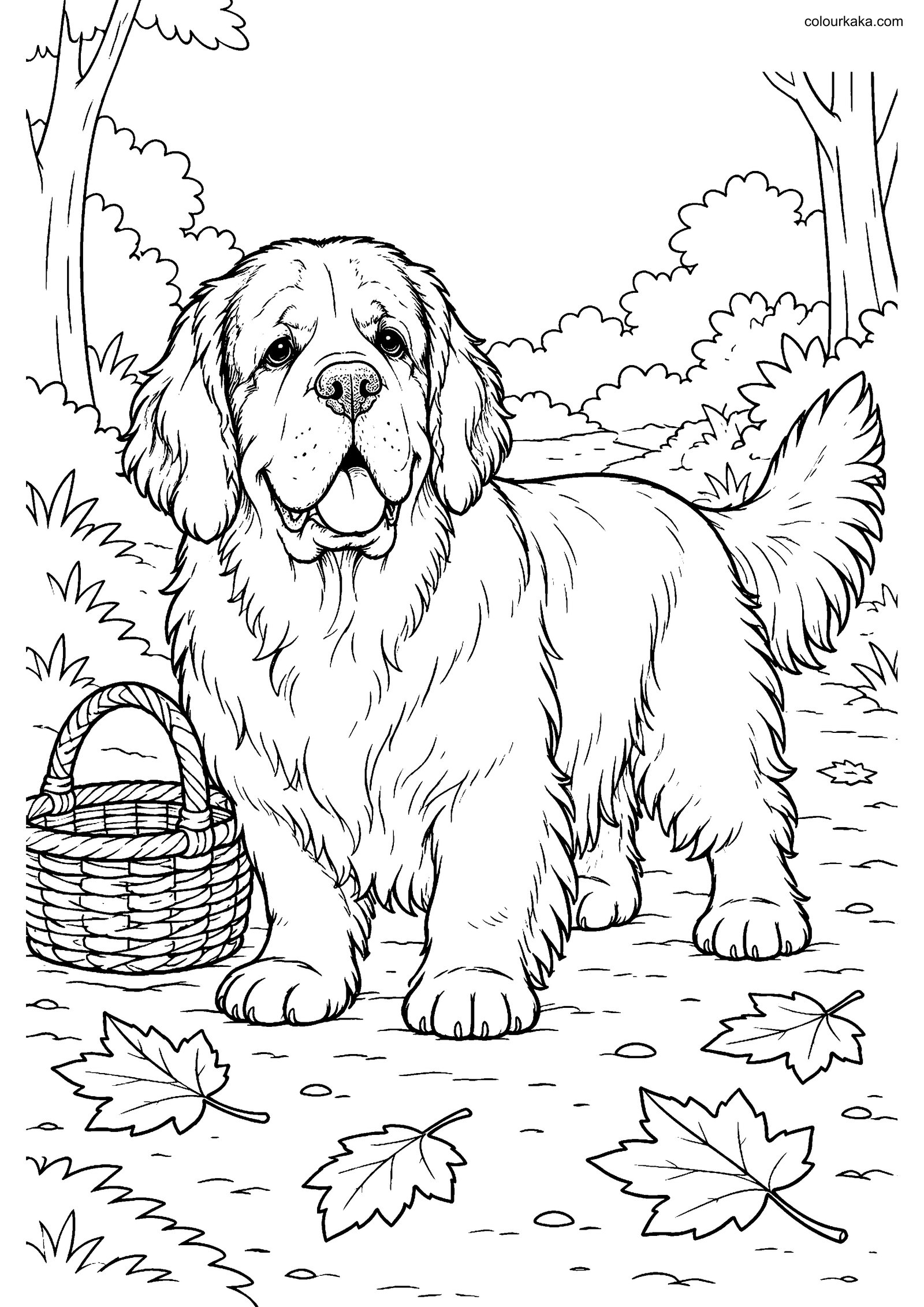 Clumber Spaniel Colouring Page colouring page preview