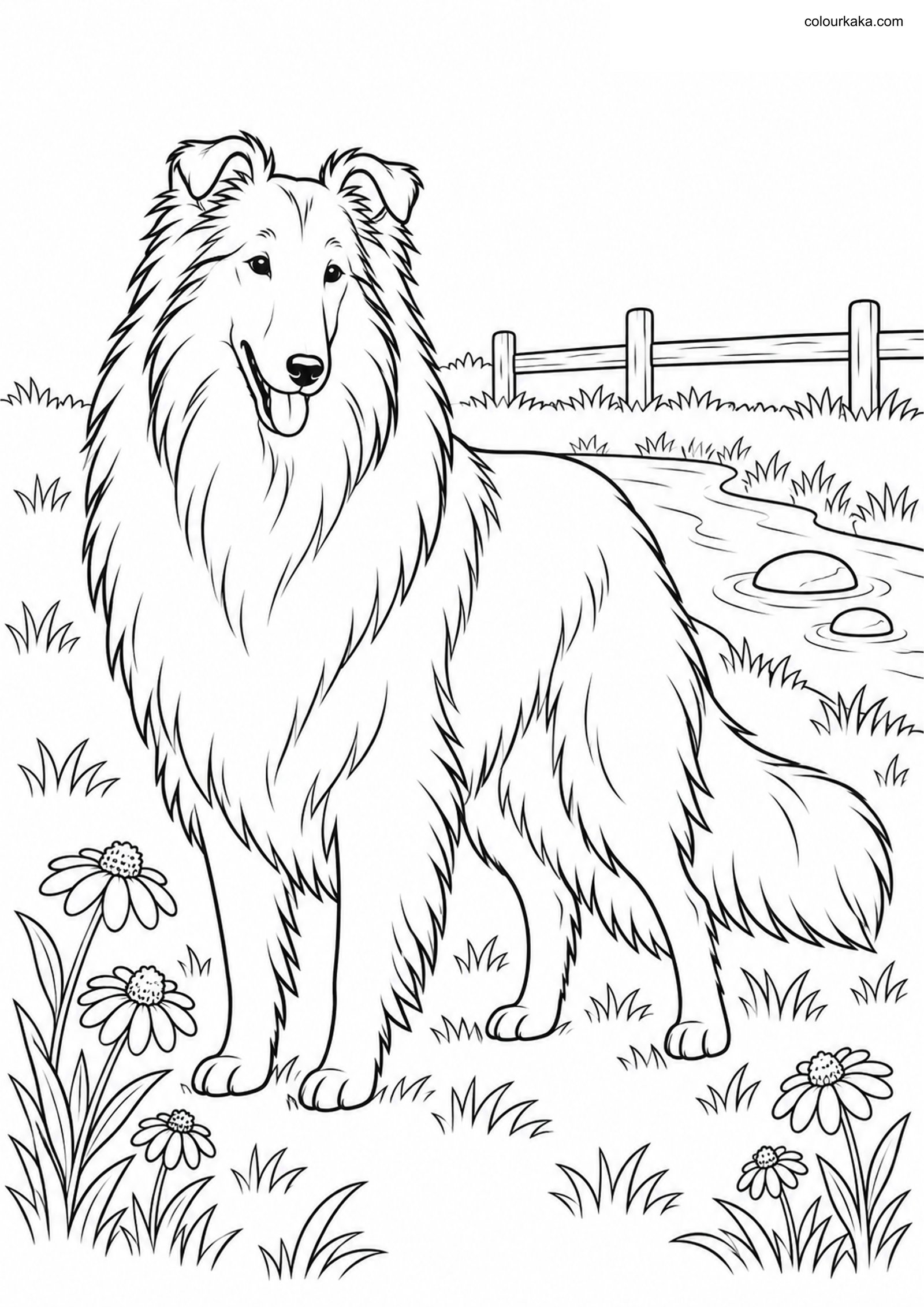 Classic Collie Colouring Page colouring page preview