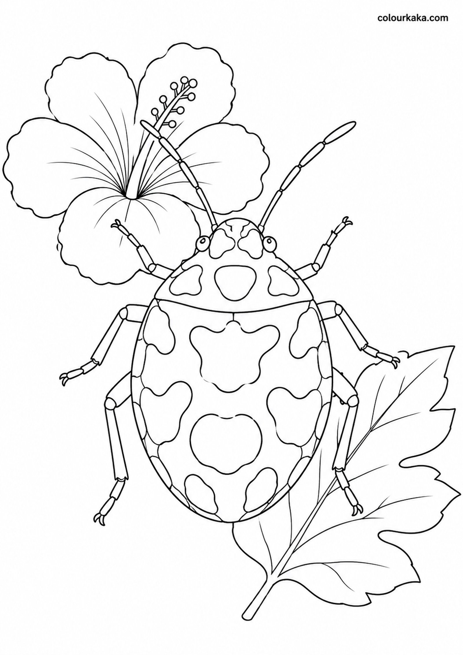 Cotton Harlequin Bug Colouring colouring page preview