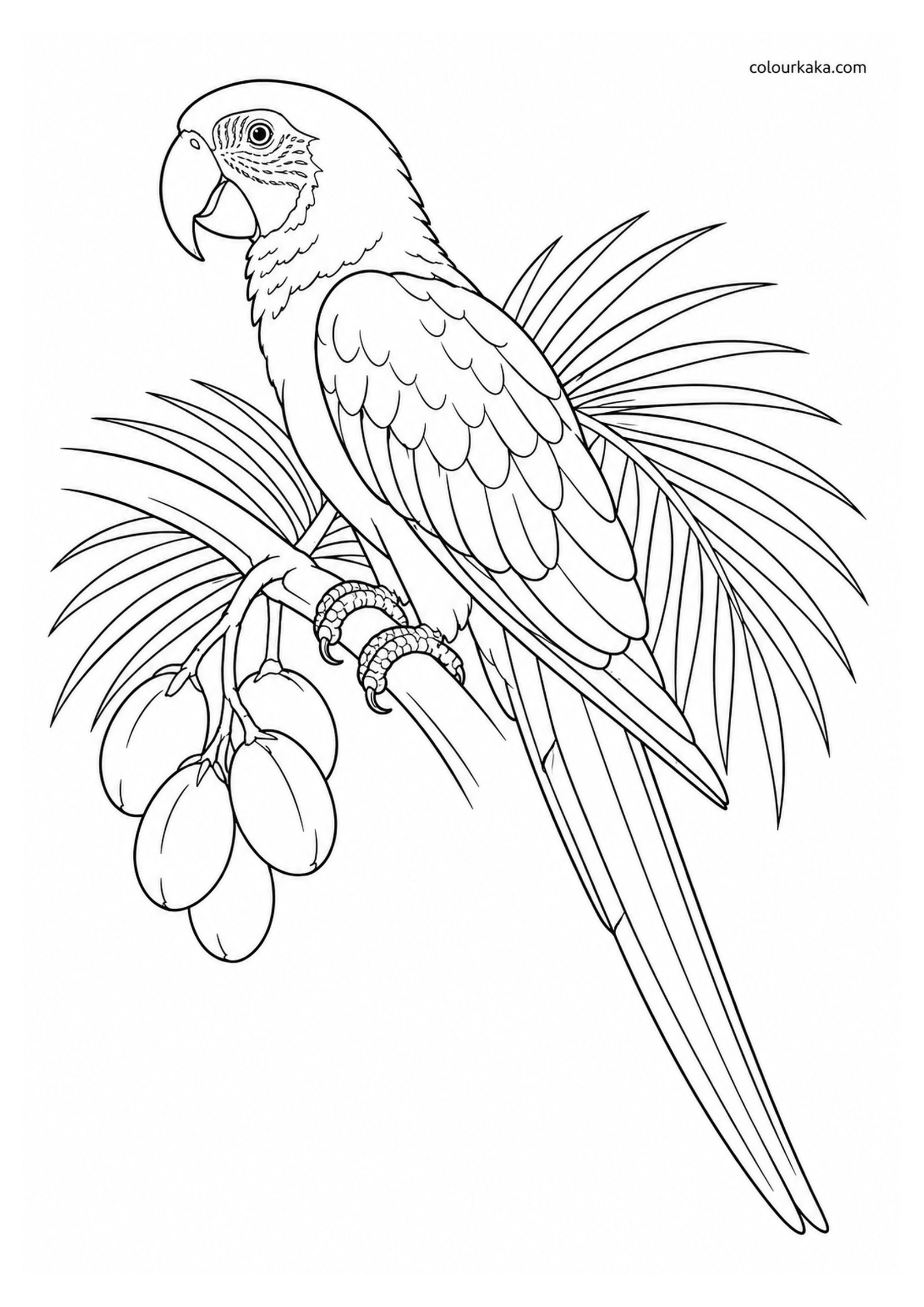 Cuban Macaw Colouring Page colouring page preview