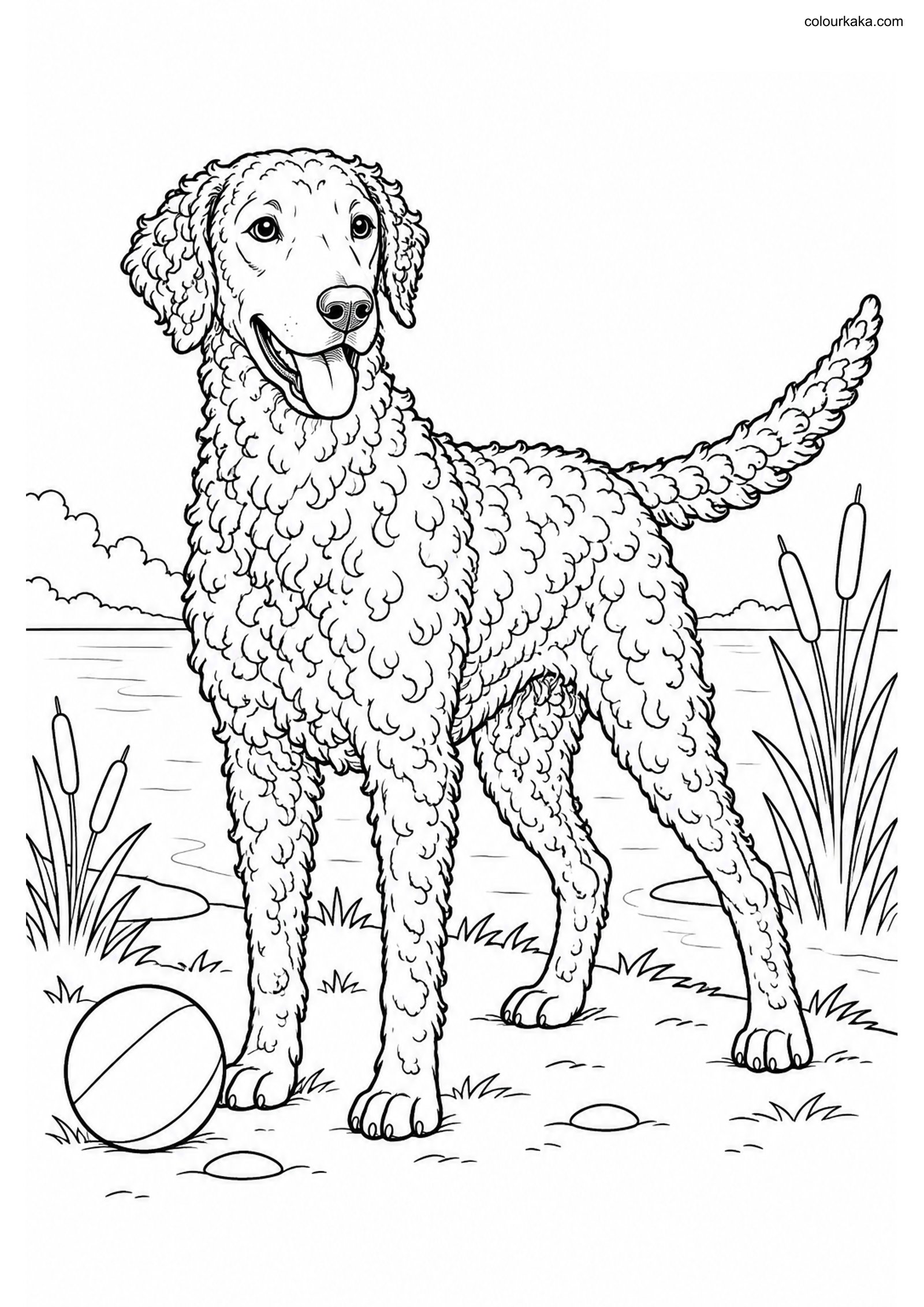 Curly-Coated Retriever Colouring colouring page preview