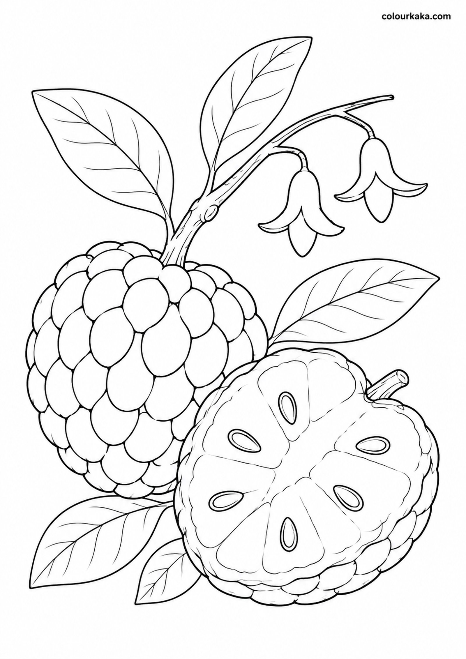 Custard Apple Colouring Page colouring page preview