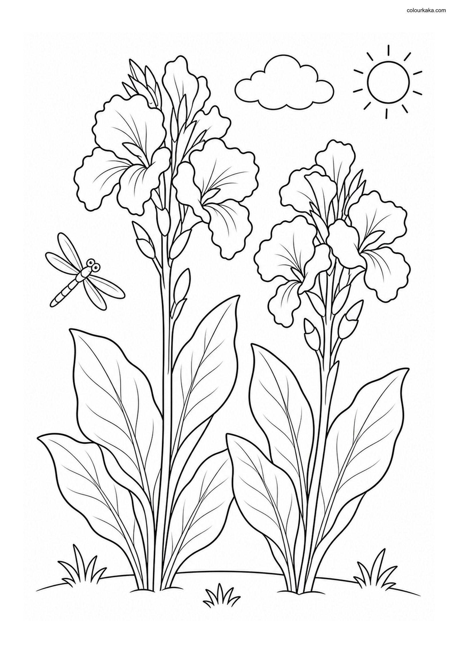 Canna Lily Colouring Page colouring page preview