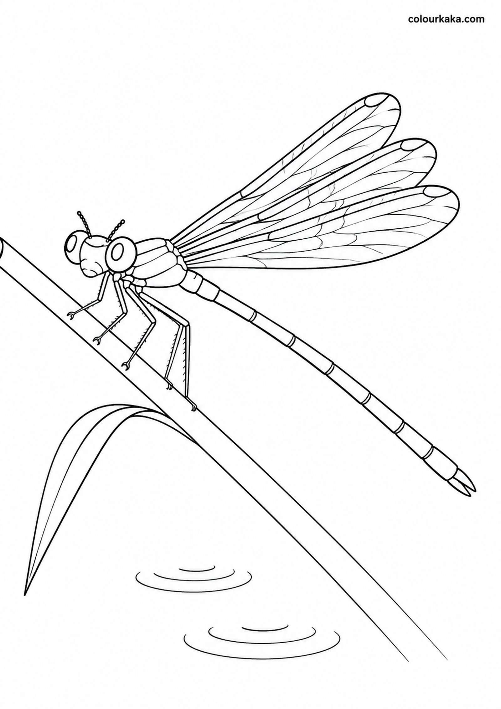 Damselfly Stream Colouring colouring page preview