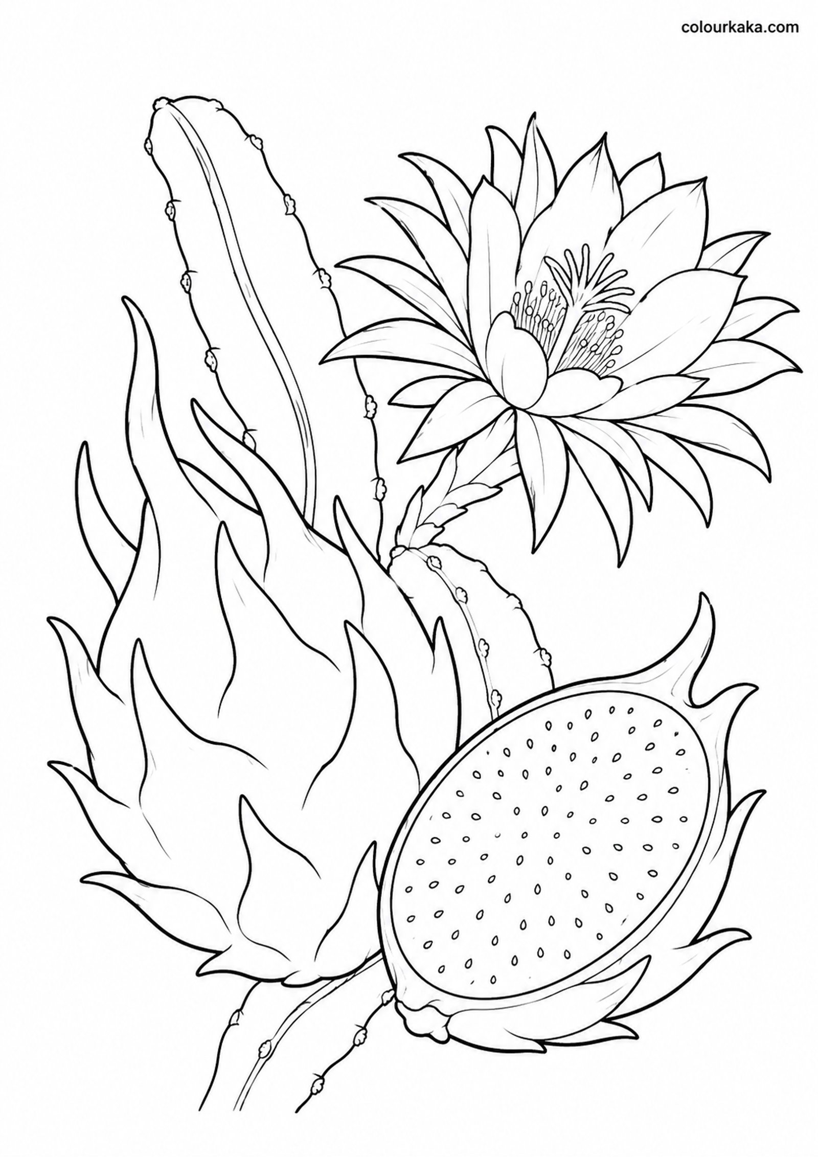 Dragon Fruit Colouring Sheet colouring page preview