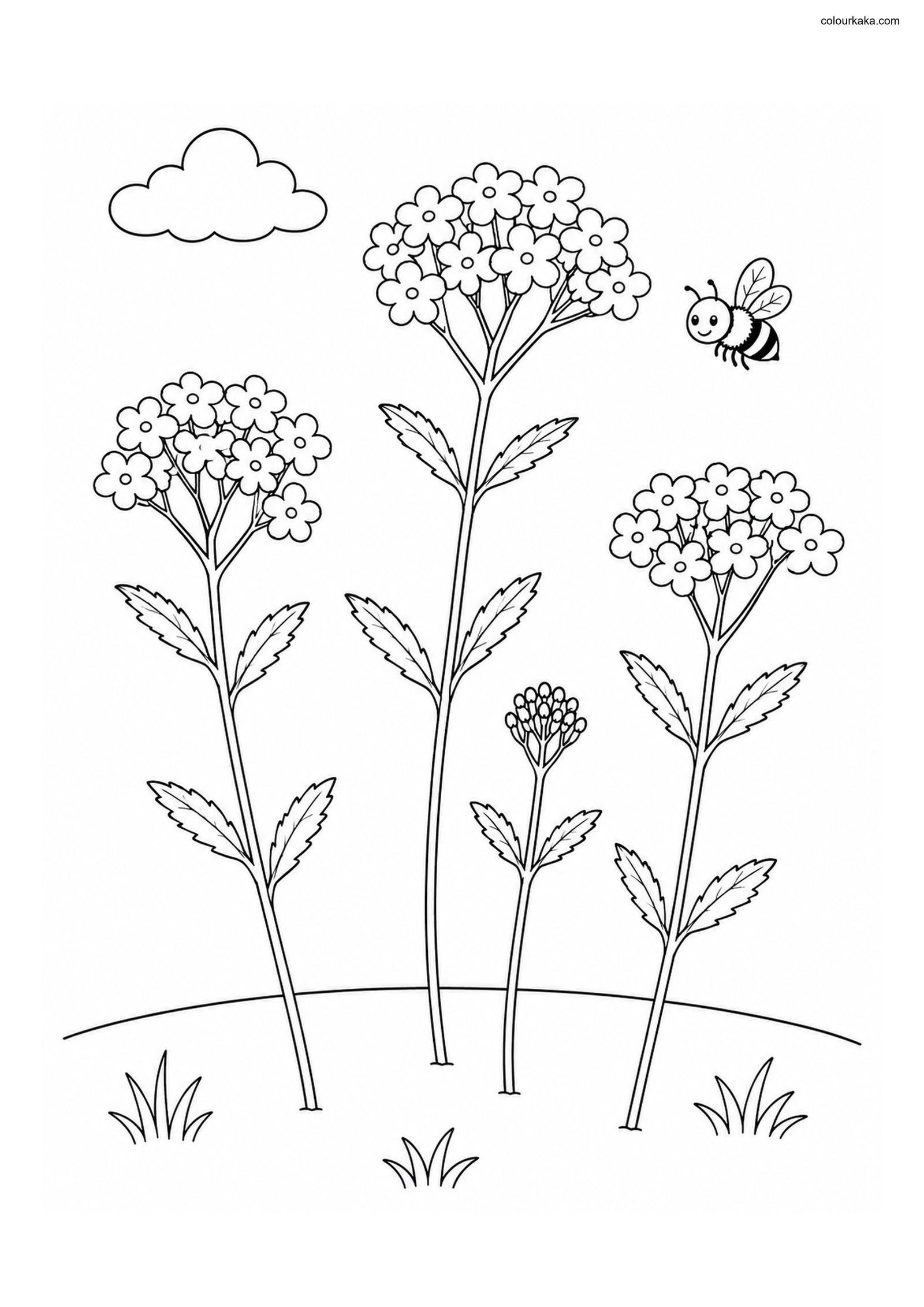 Verbena Meadow Colouring Page colouring page preview