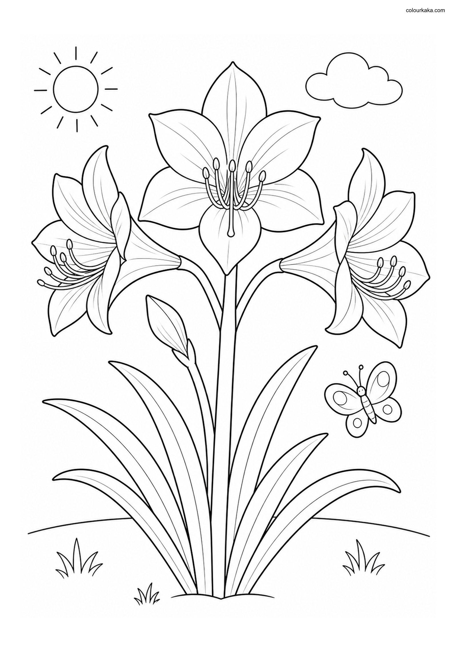 Amaryllis Colouring Page colouring page preview