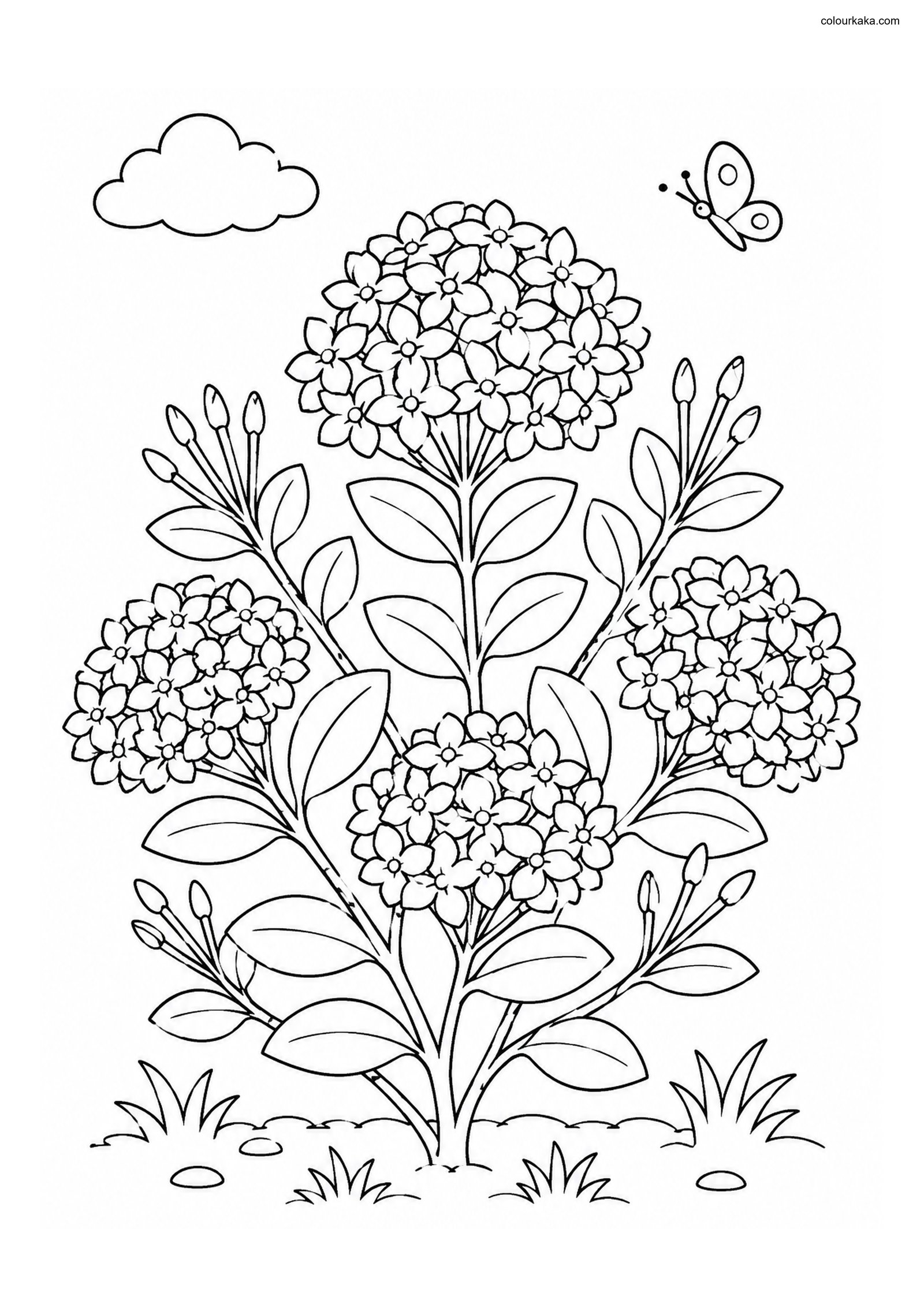 Ixora Flower Colouring Page colouring page preview