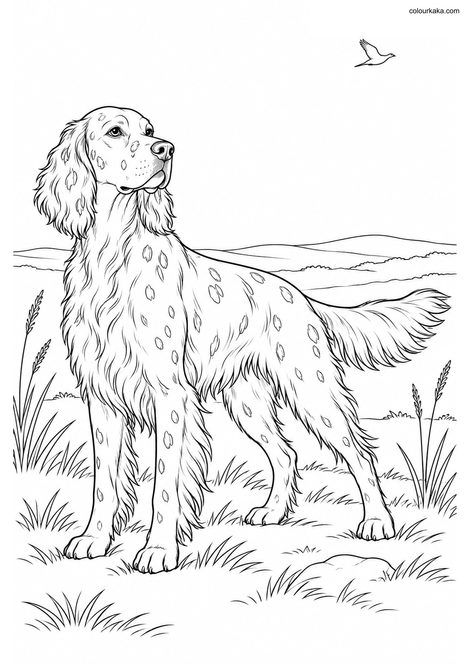 English Setter Coloring Page colouring page preview