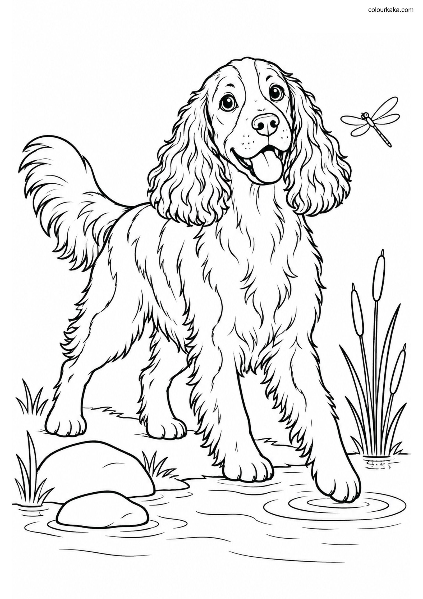 Springer Spaniel Colouring colouring page preview