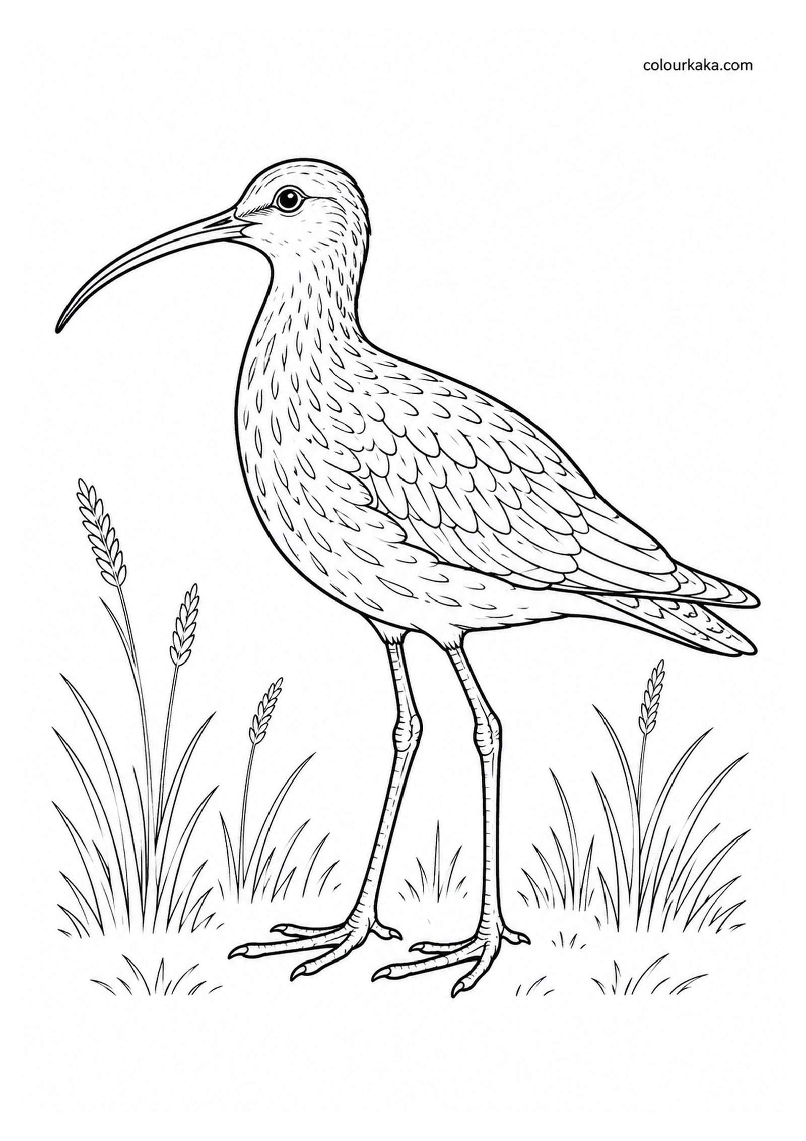 Eskimo Curlew Colouring Page colouring page preview