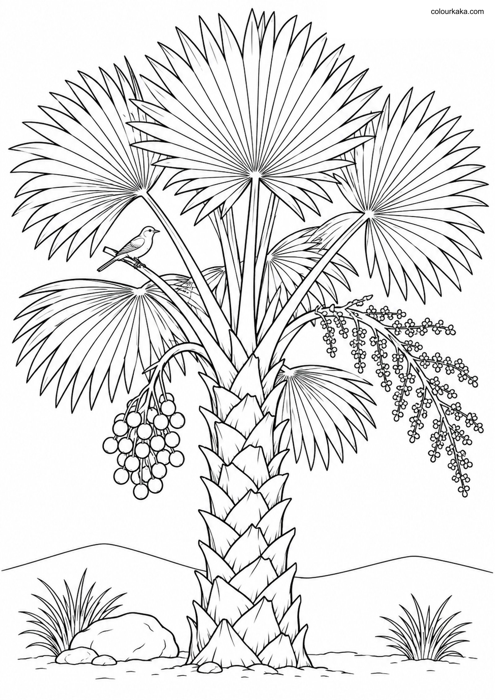 Fan Palm Nature Colouring Page colouring page preview