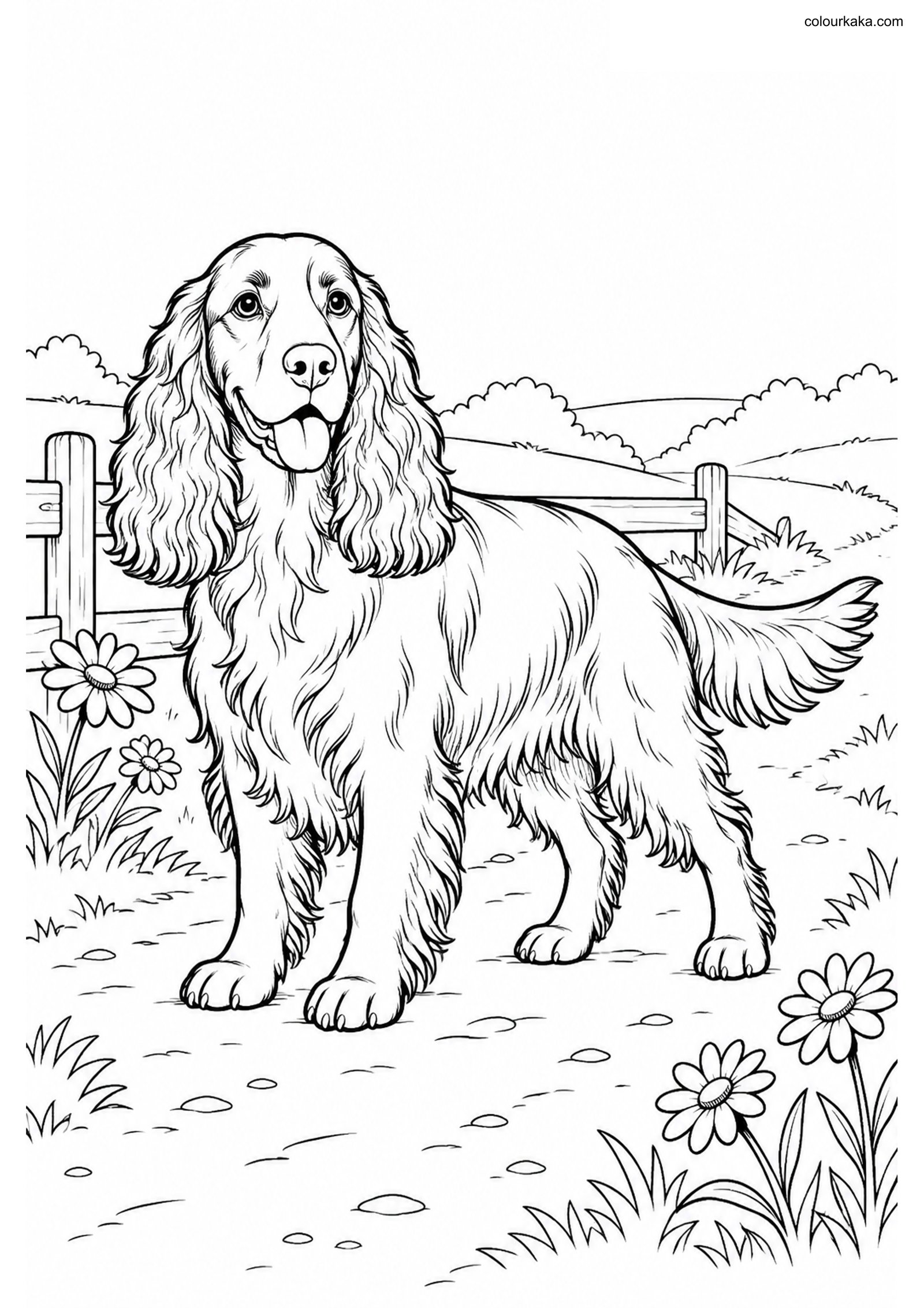 Field Spaniel Colouring Page colouring page preview