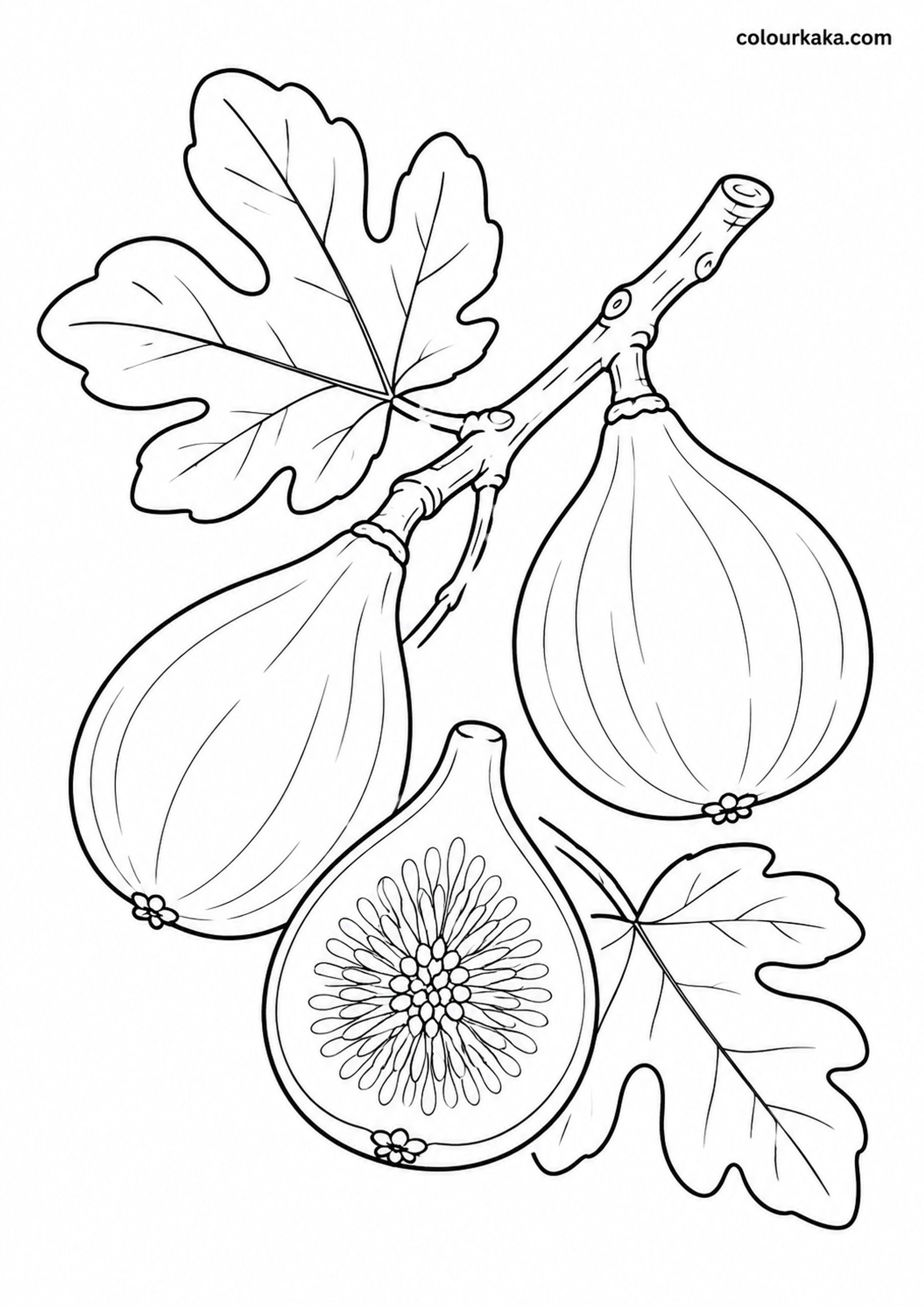 Fig Branch Colouring Activity colouring page preview