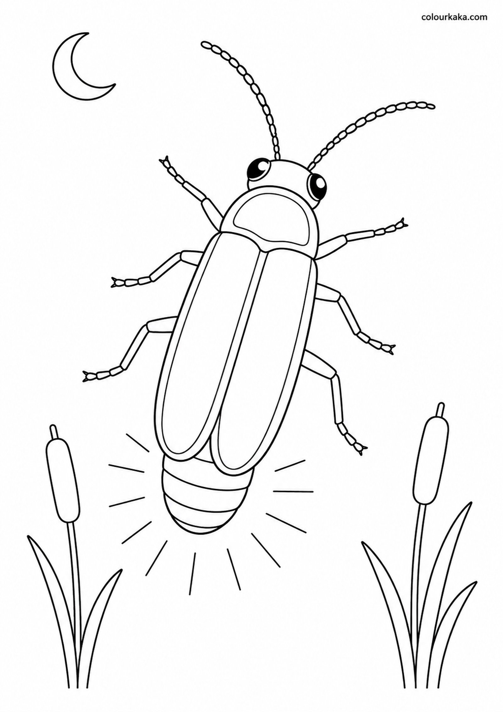 Firefly Glow Colouring Sheet colouring page preview