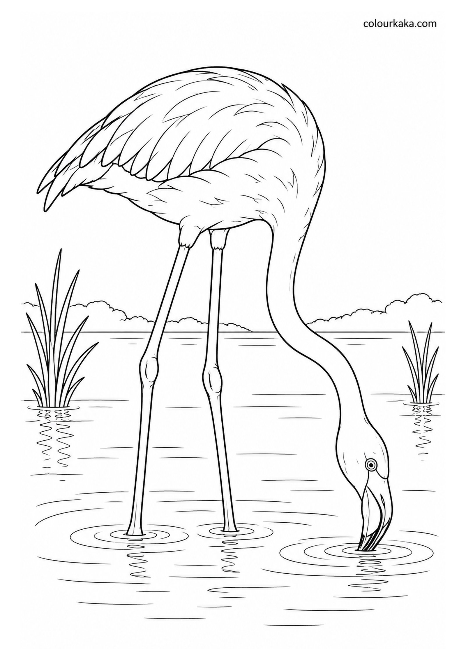 Flamingo Feeding in Shallow Water Colouring Page colouring page preview