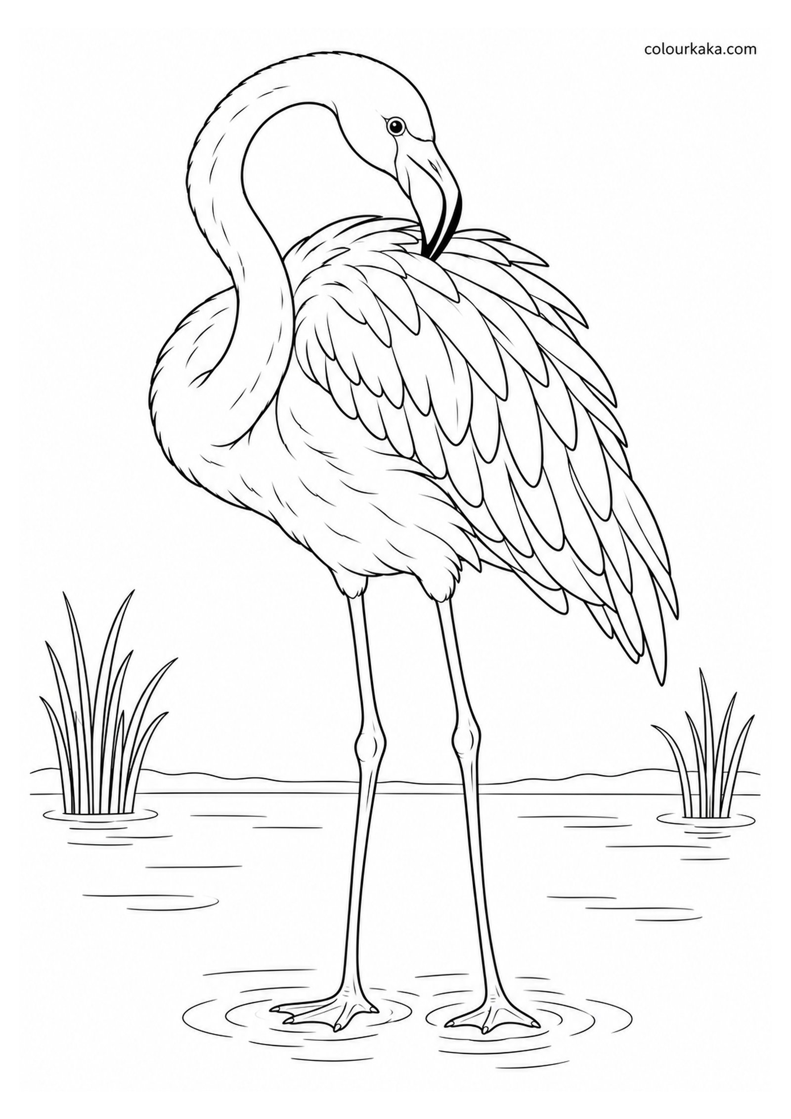 Flamingo Preening Its Feathers Colouring Page colouring page preview