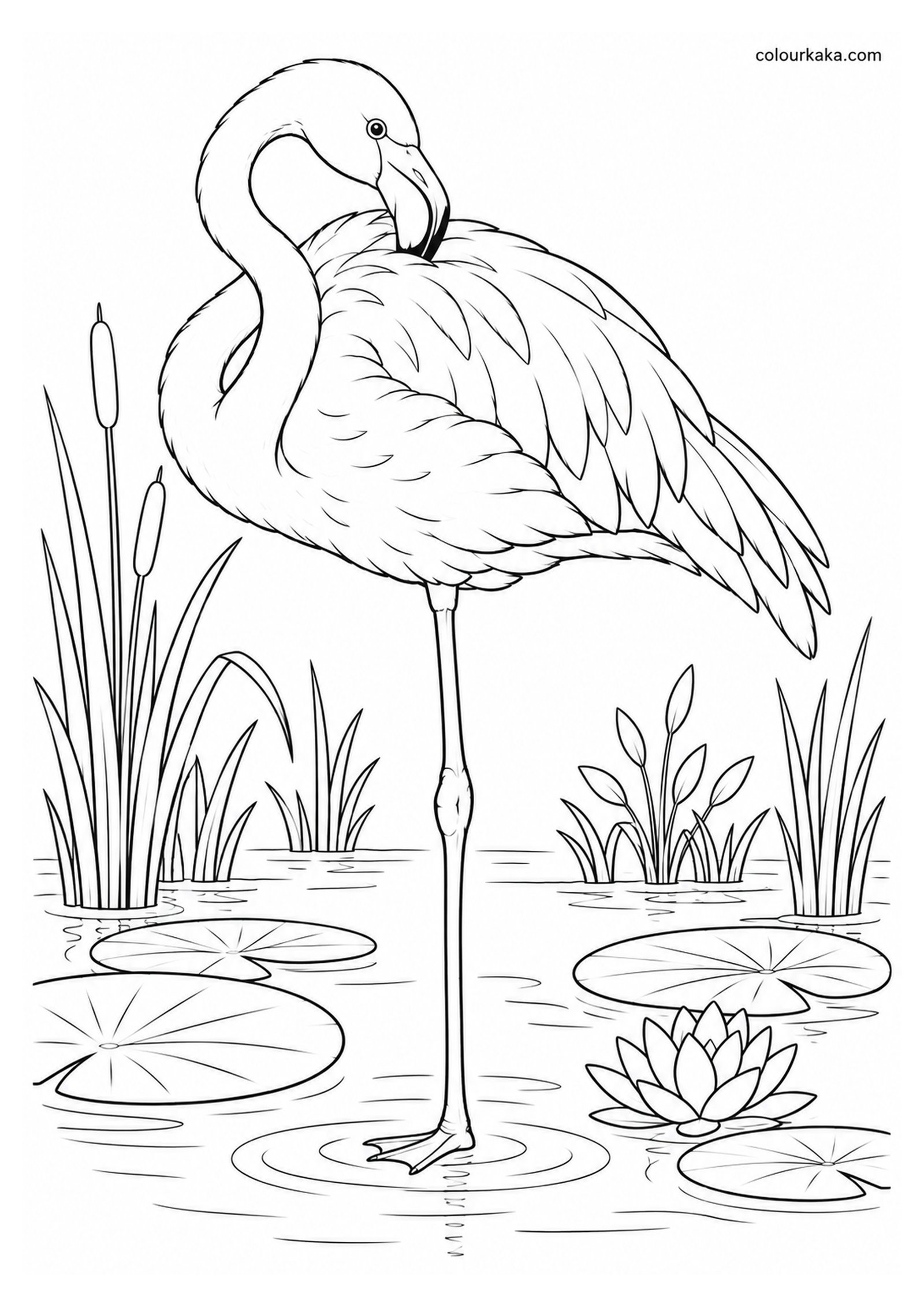 Flamingo Resting Among Water Plants Colouring Page colouring page preview