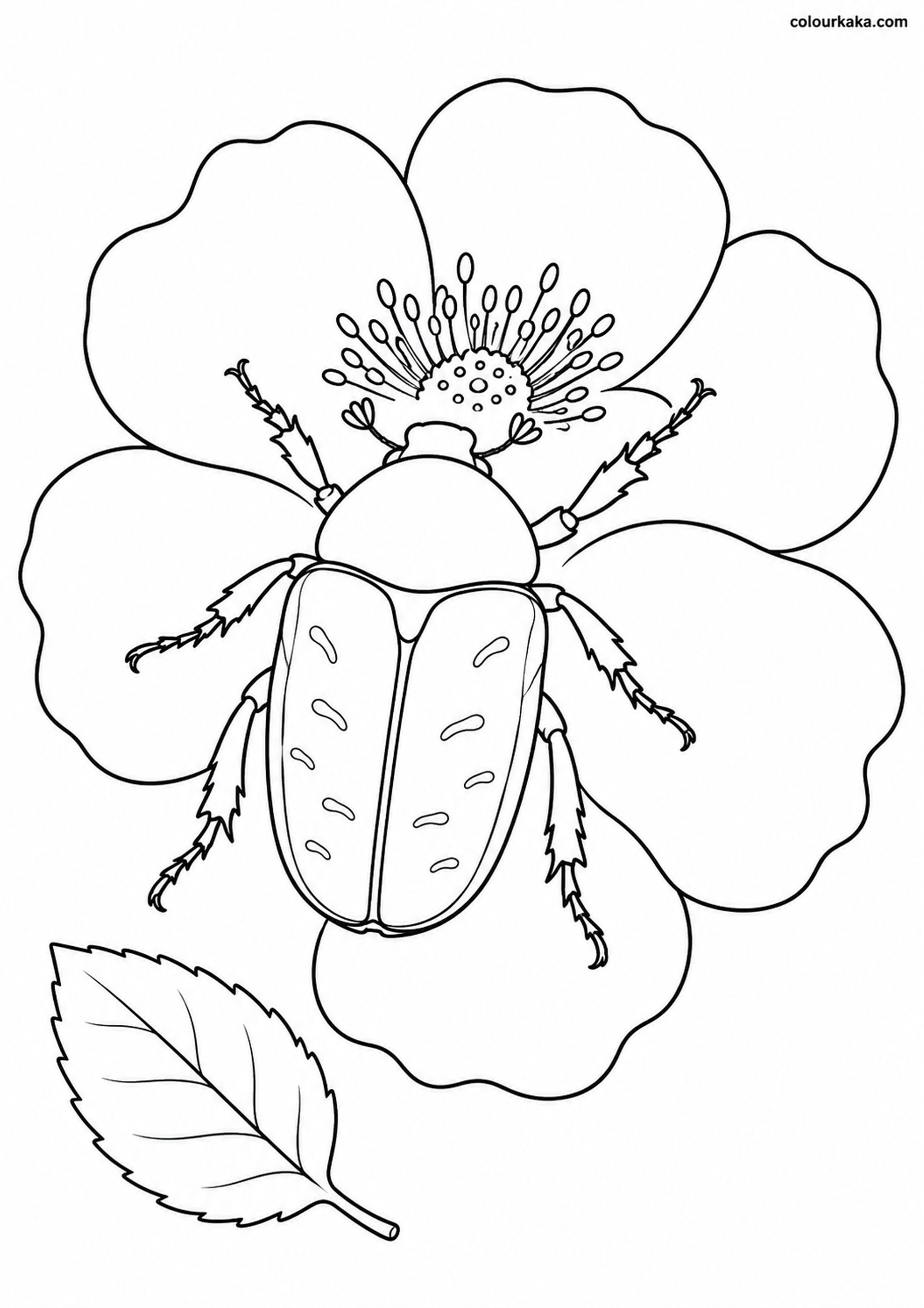 Flower Chafer Beetle Colouring colouring page preview