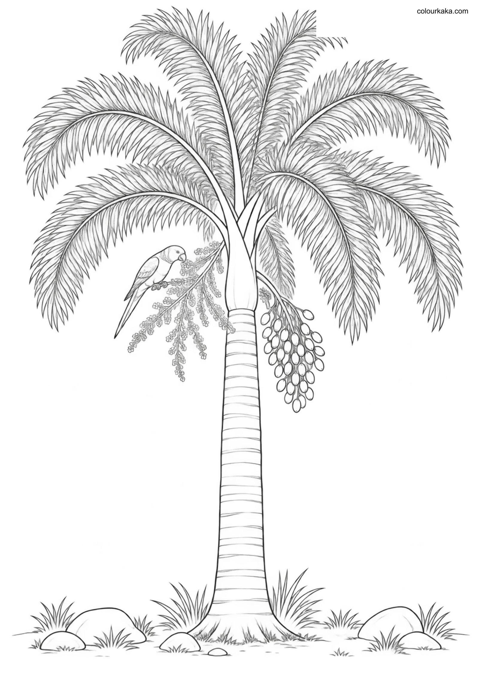 Foxtail Palm Nature Page colouring page preview