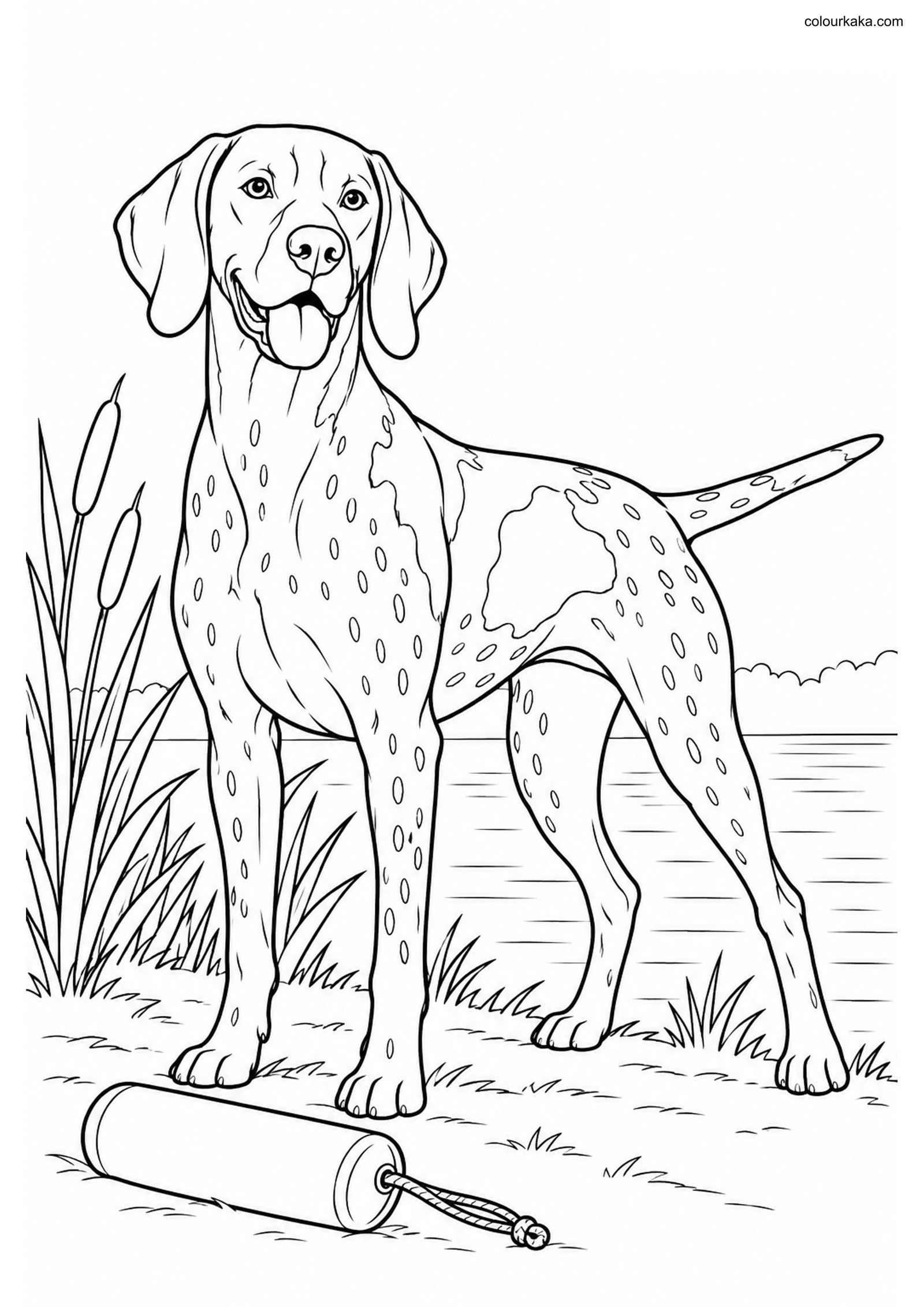 German Shorthair Coloring Page colouring page preview