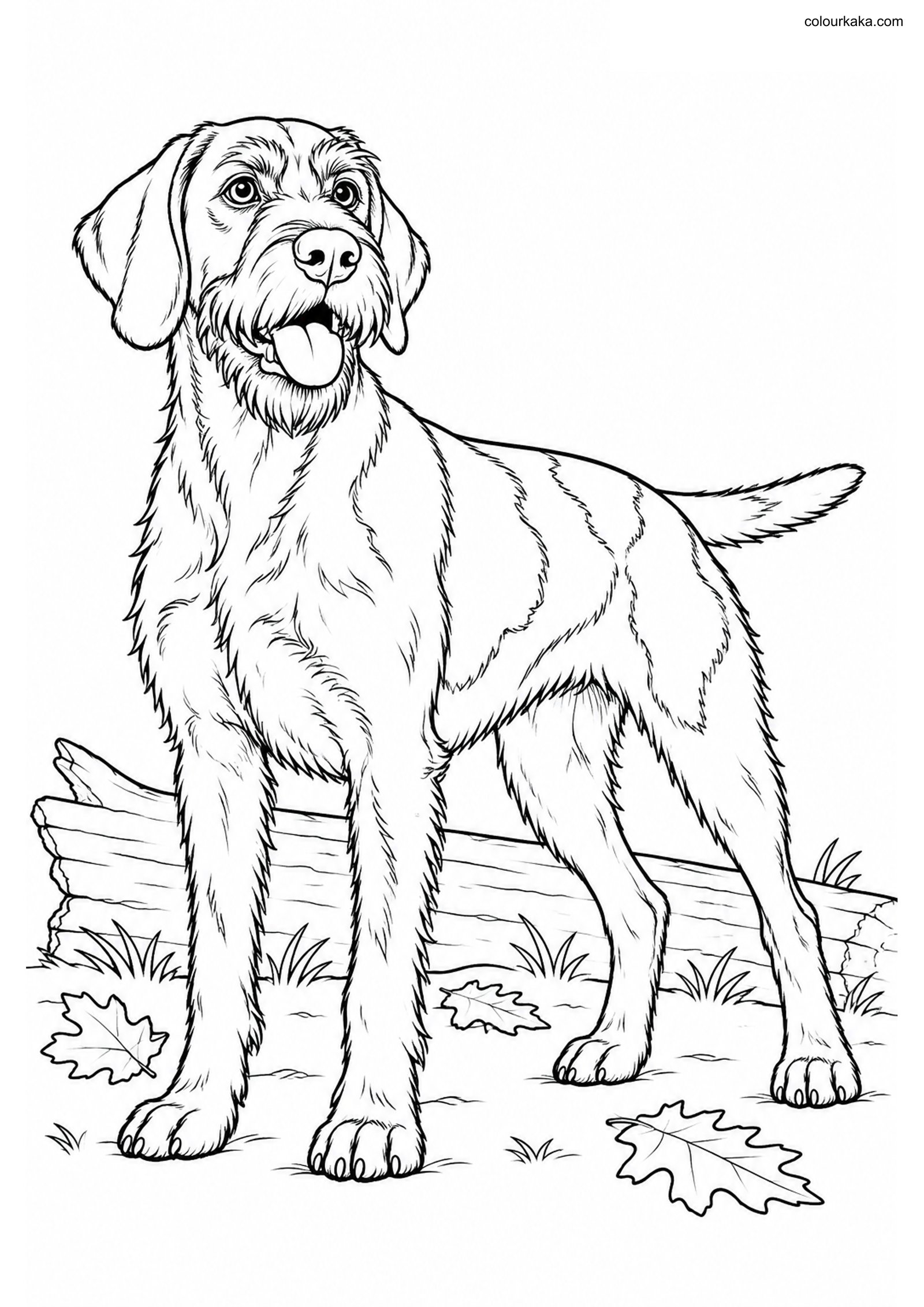 German Wirehair Coloring Page colouring page preview