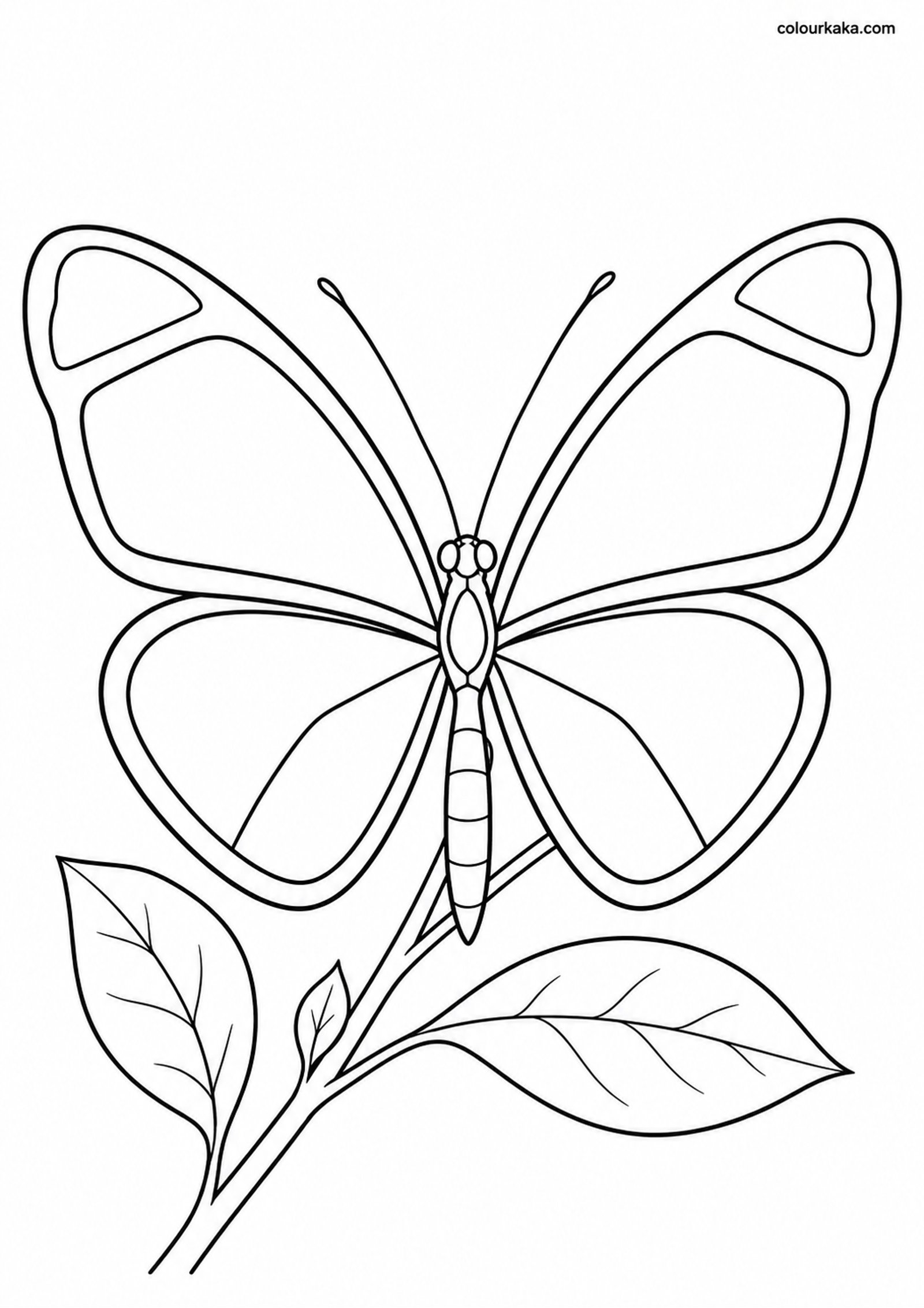 Glasswing Butterfly Colouring colouring page preview
