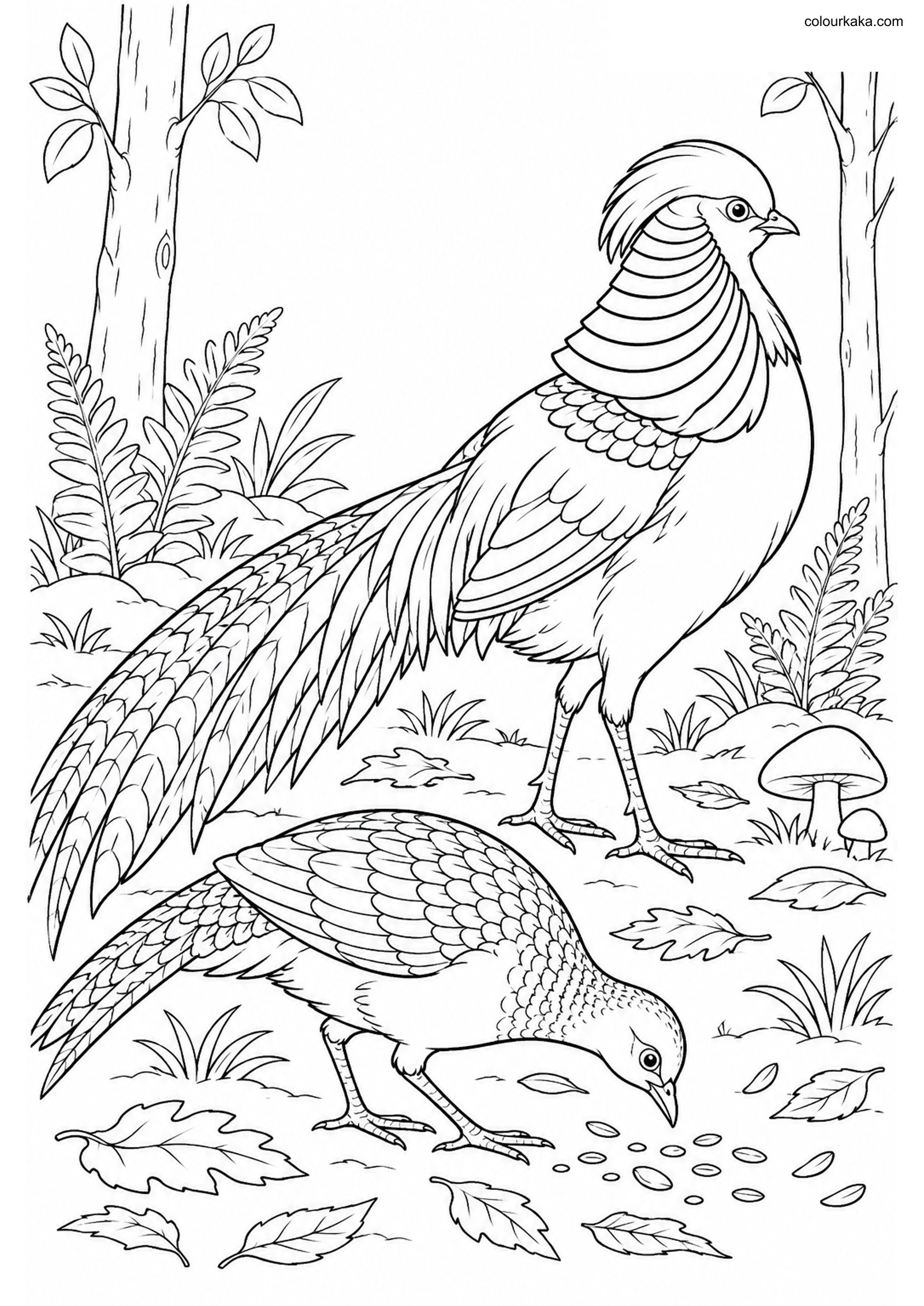 Golden Pheasant Pair Page colouring page preview