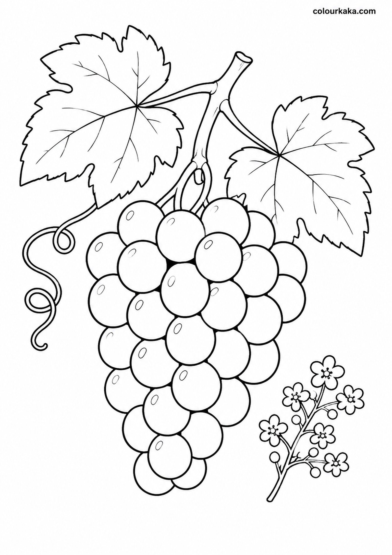 Grape Vine Colouring Activity colouring page preview