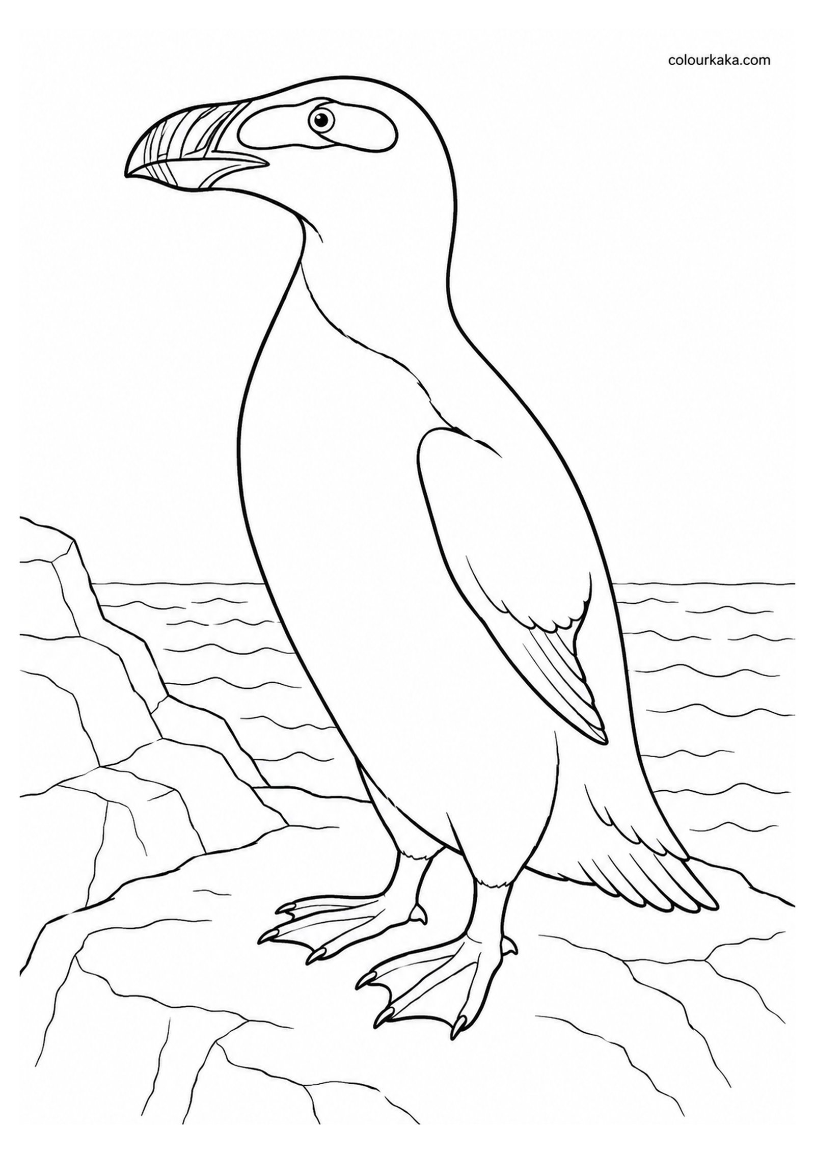 Great Auk Colouring Page colouring page preview