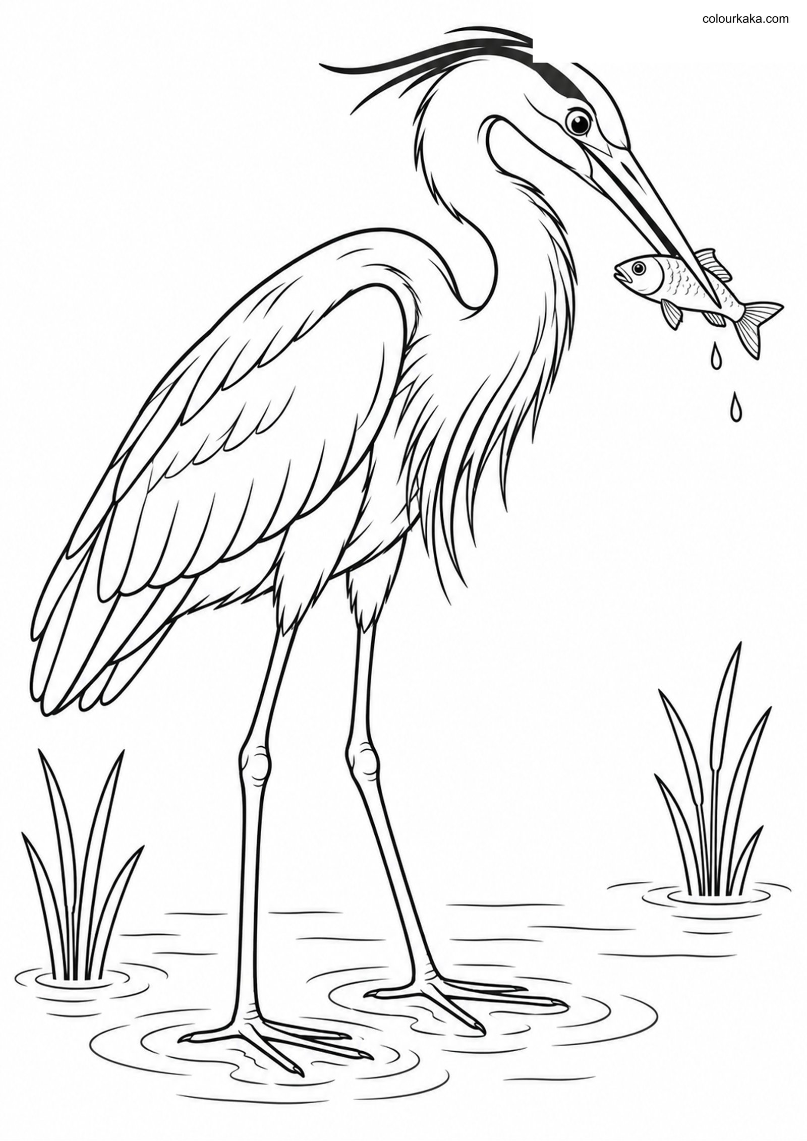 Heron Catching Fish Colouring colouring page preview