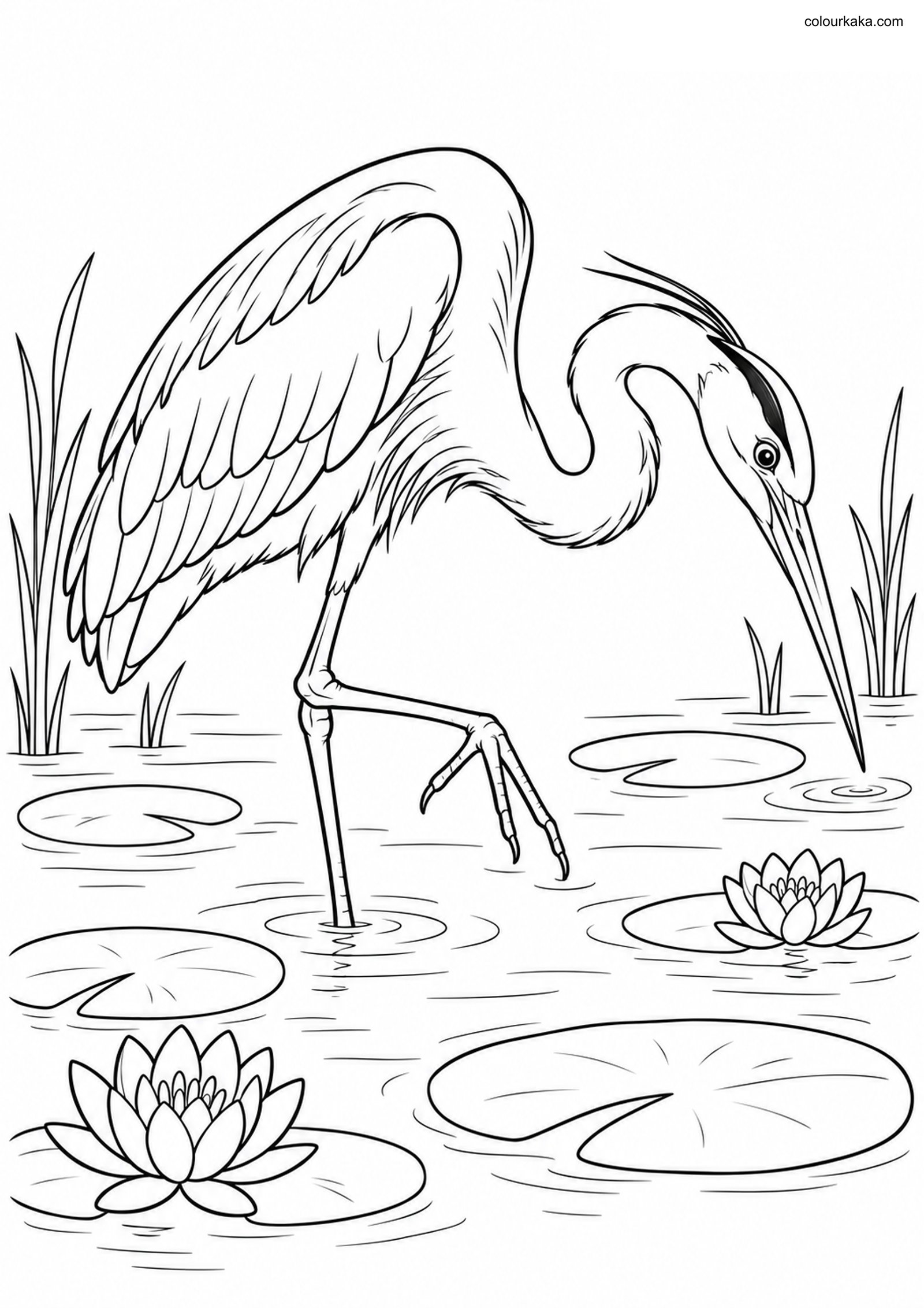 Heron Lily Pad Hunting Page colouring page preview