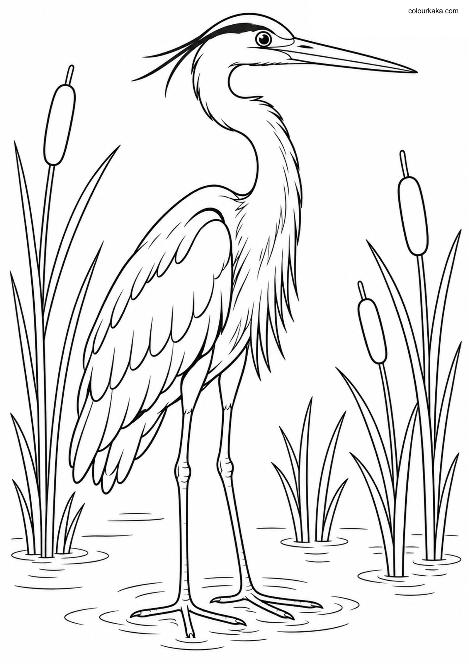 Great Blue Heron Among Reeds colouring page preview