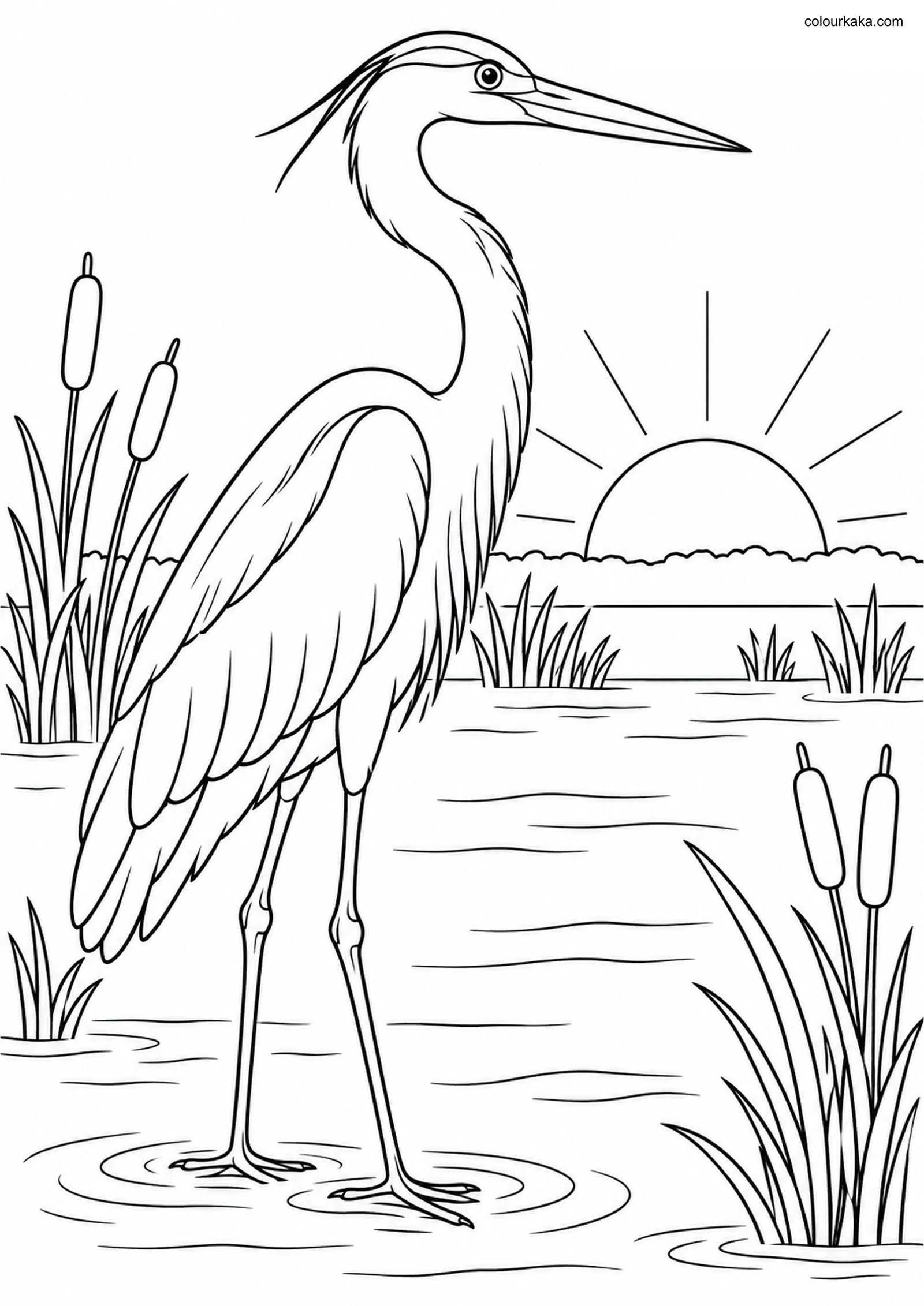 Heron Marsh Sunrise Colouring colouring page preview
