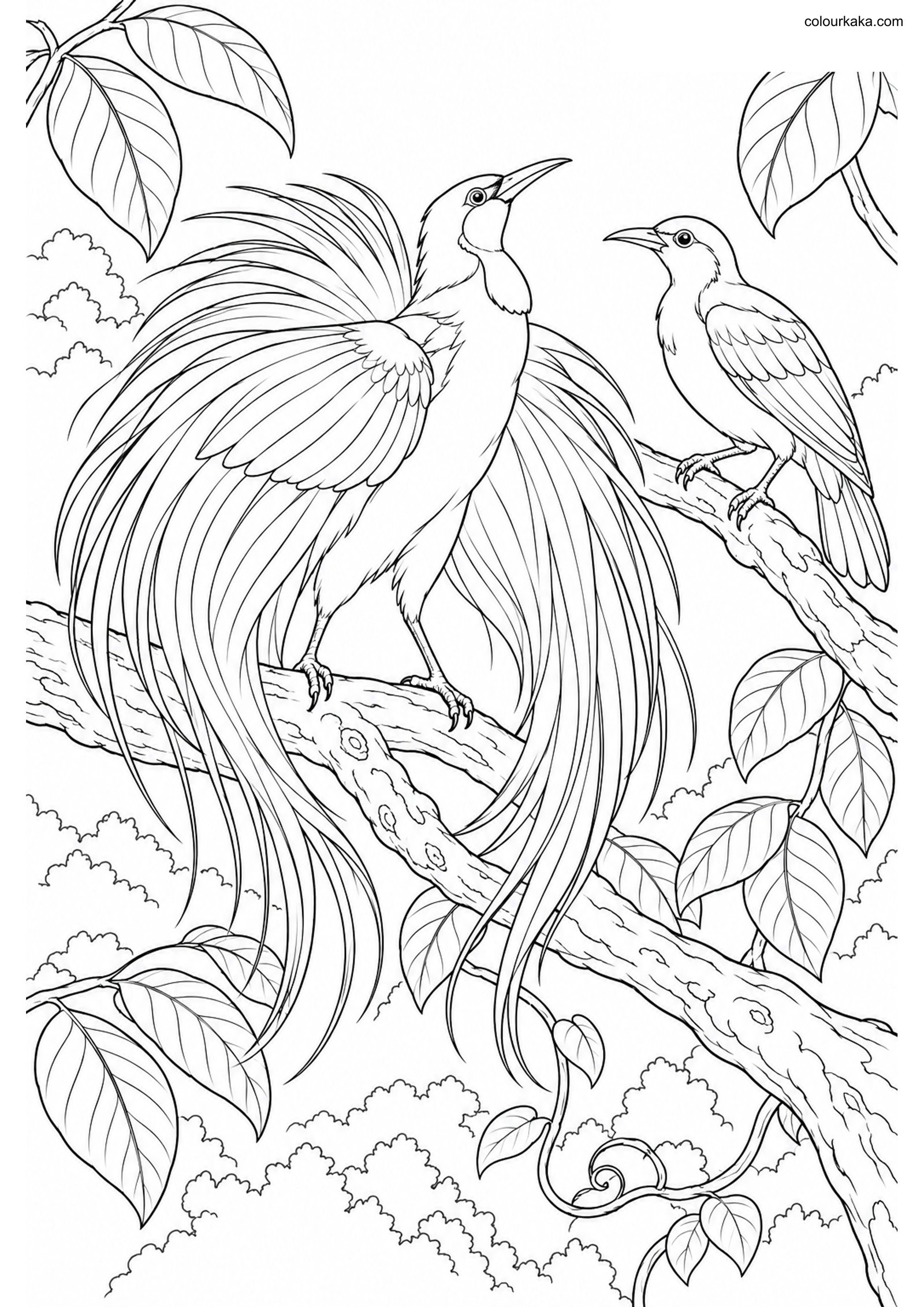 Greater Paradise Bird Page colouring page preview