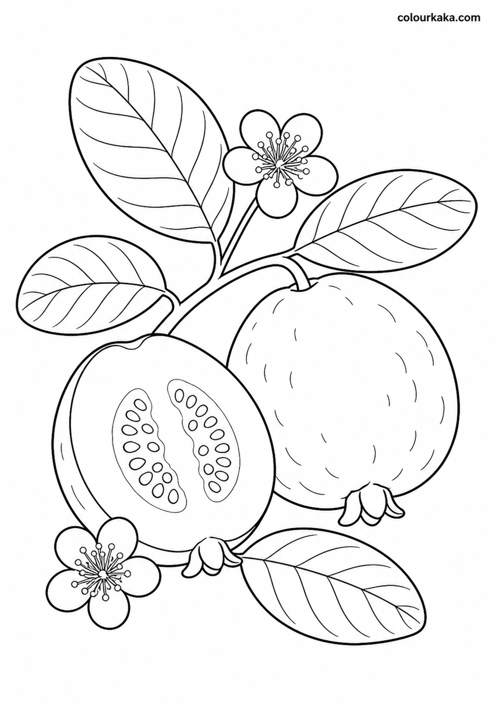 Guava Garden Colouring Page colouring page preview