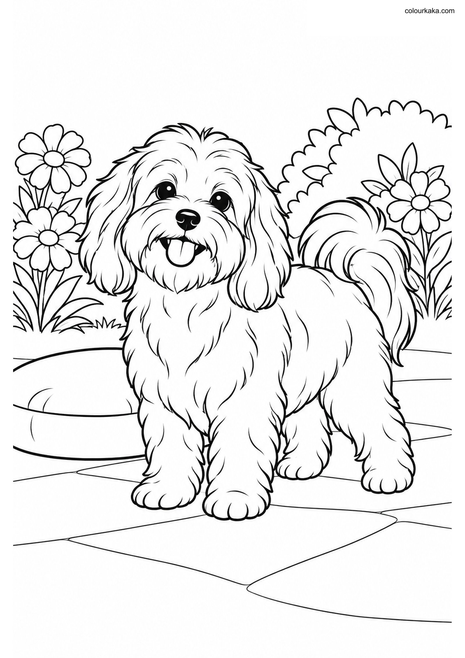 Havanese Puppy Colouring Page colouring page preview