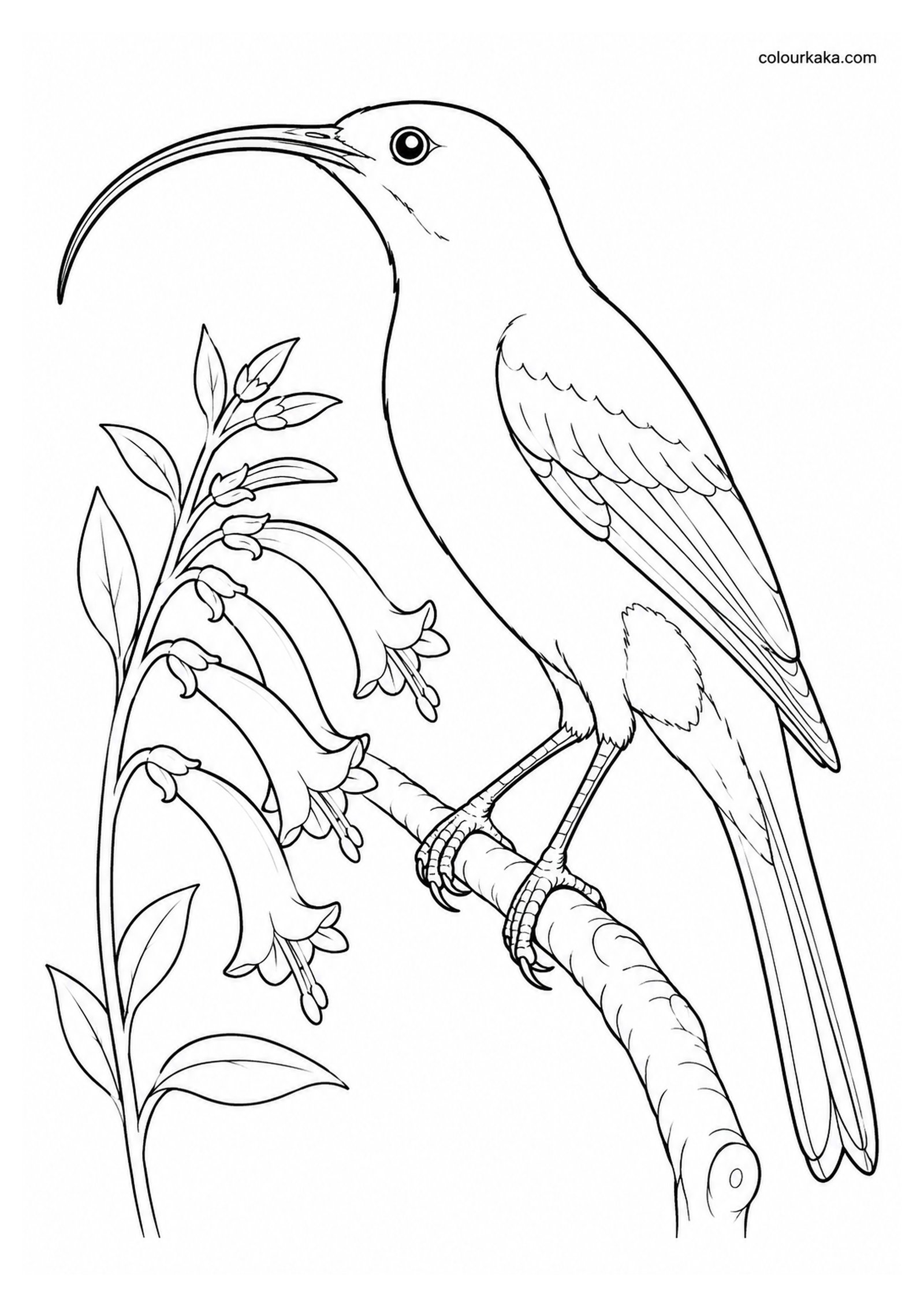 Hawaiian Mamo Colouring Page colouring page preview