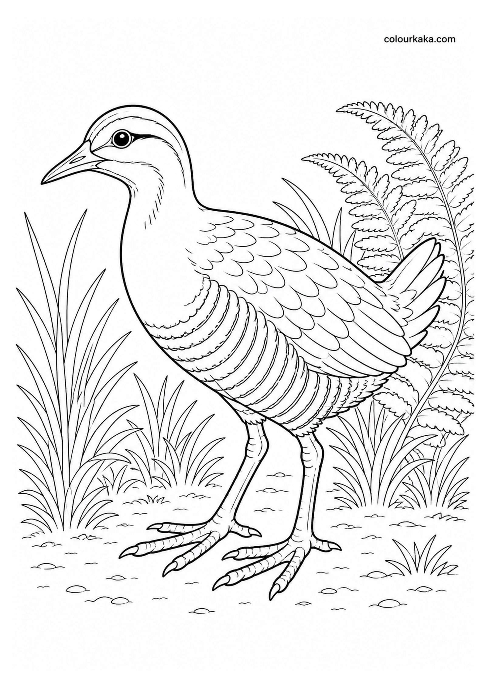 Hawaiian Rail Colouring Page colouring page preview