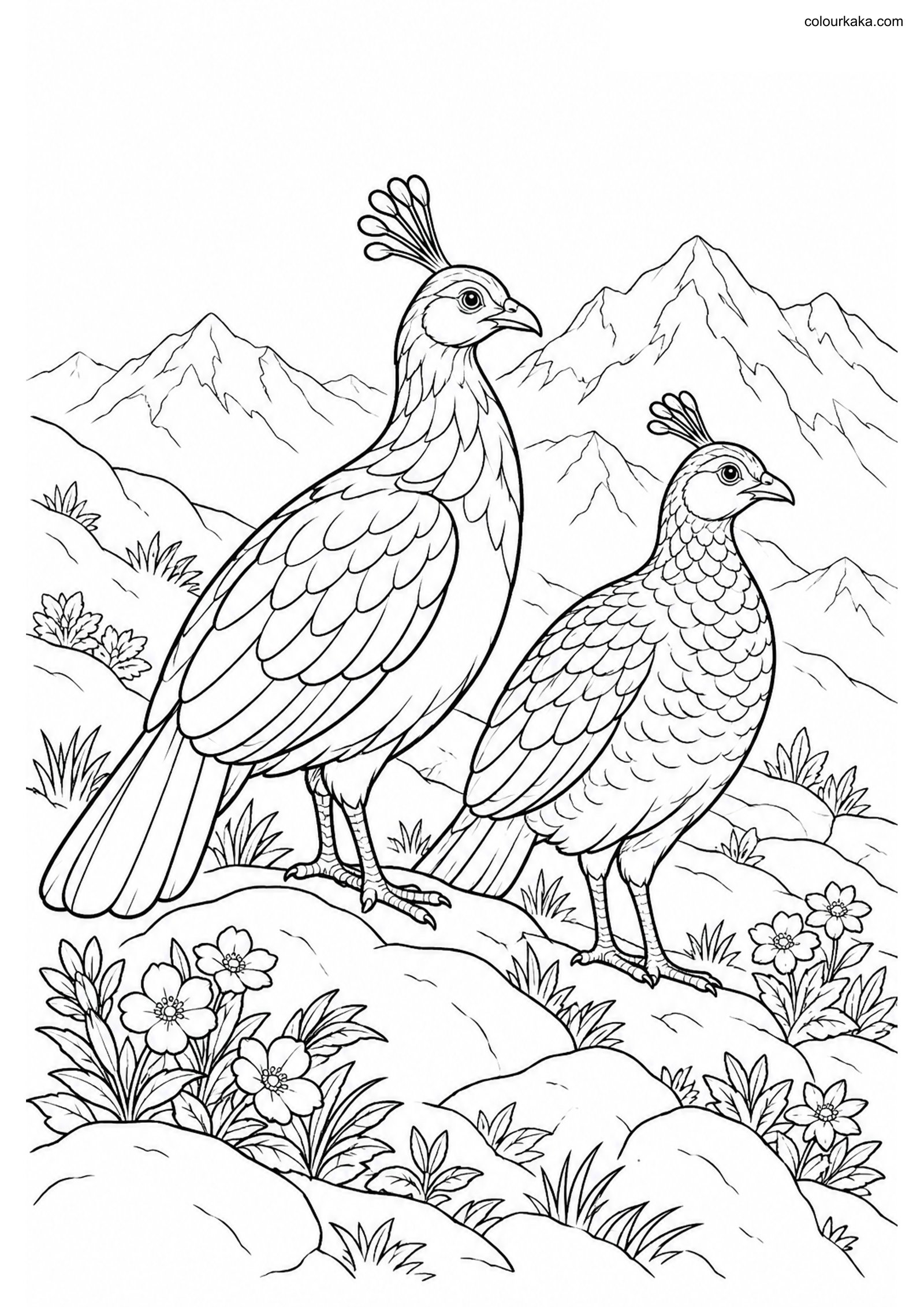 Himalayan Monal Pair Page colouring page preview