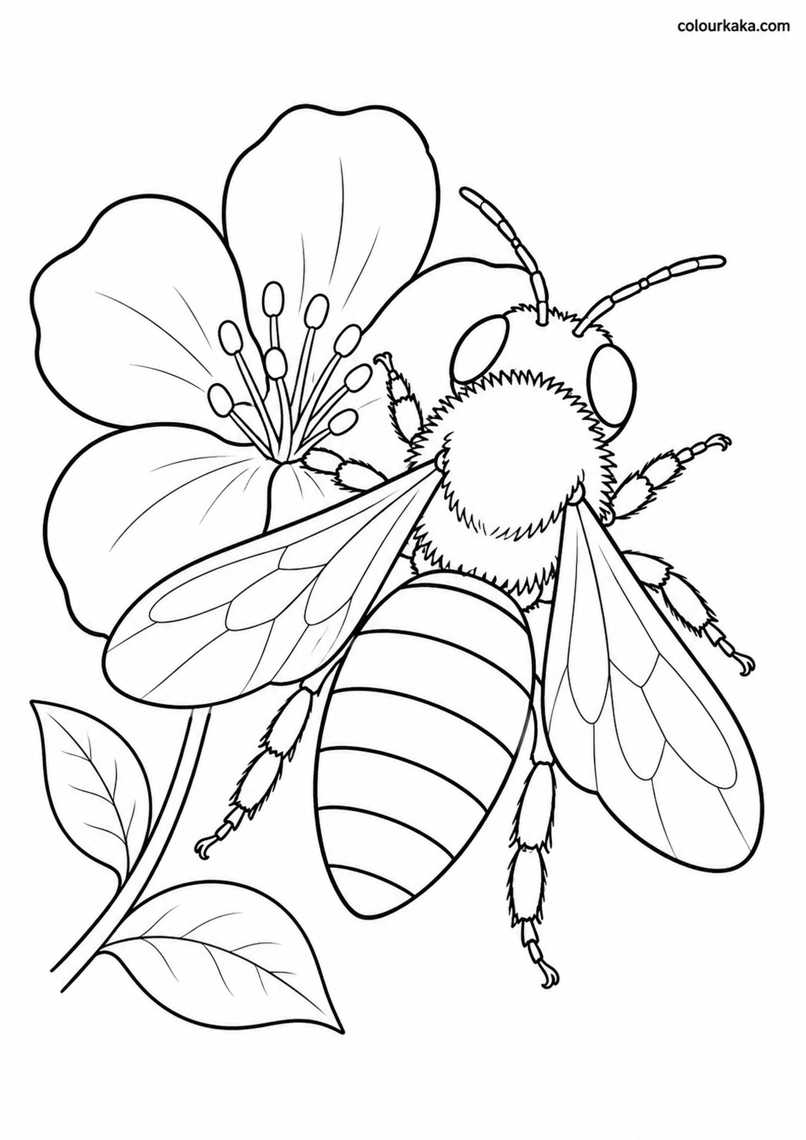 Honey Bee Blossom Colouring colouring page preview