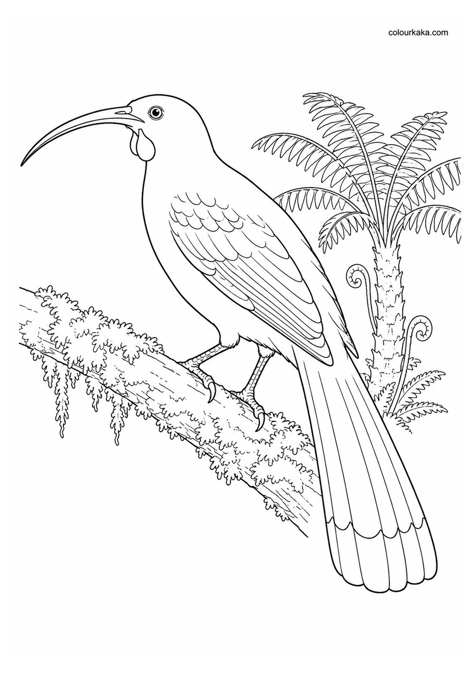 Huia Colouring Page colouring page preview