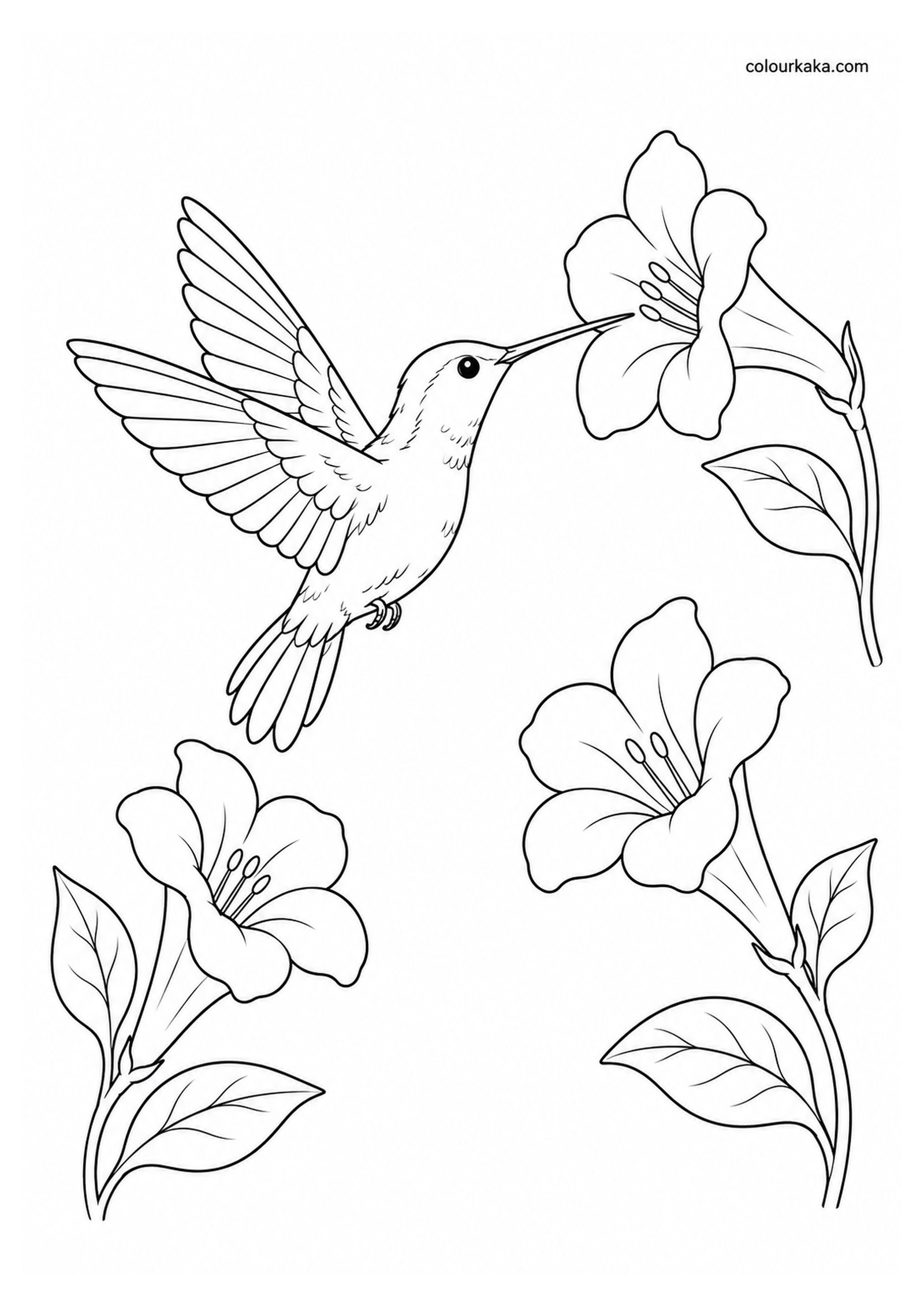 Hummingbird Trumpet Flowers Colouring Page colouring page preview