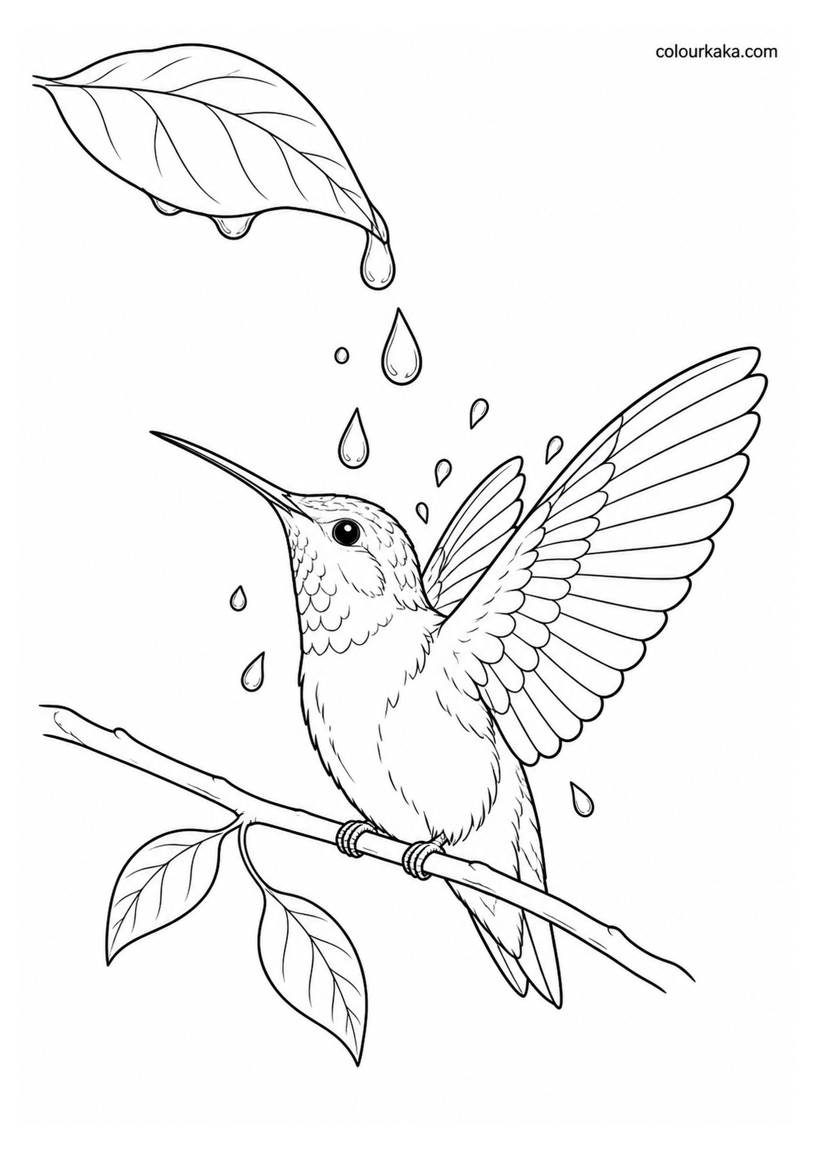 Hummingbird Bathing Colouring Page colouring page preview
