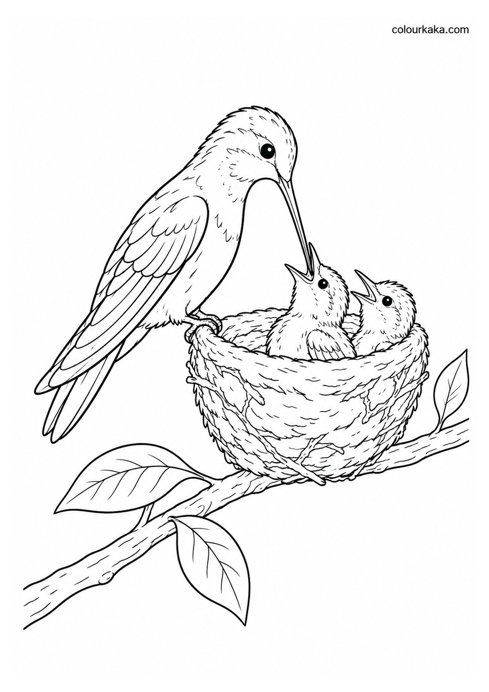 Hummingbird Feeding Colouring Page colouring page preview